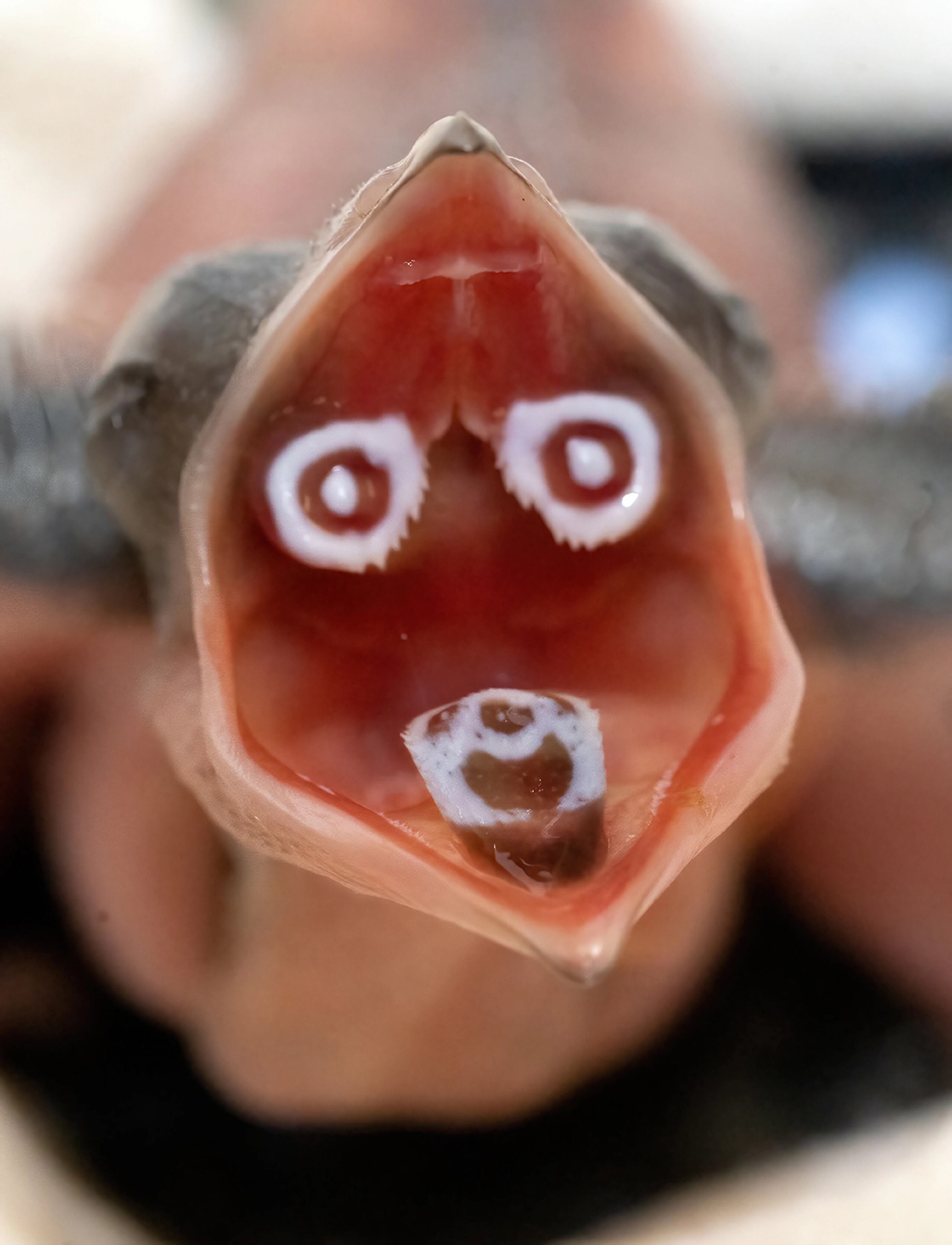 Aunque no están en peligro de extinción,  los cúas crestados enfrentan desafíos tales como la pérdida de hábitat en Madagascar.