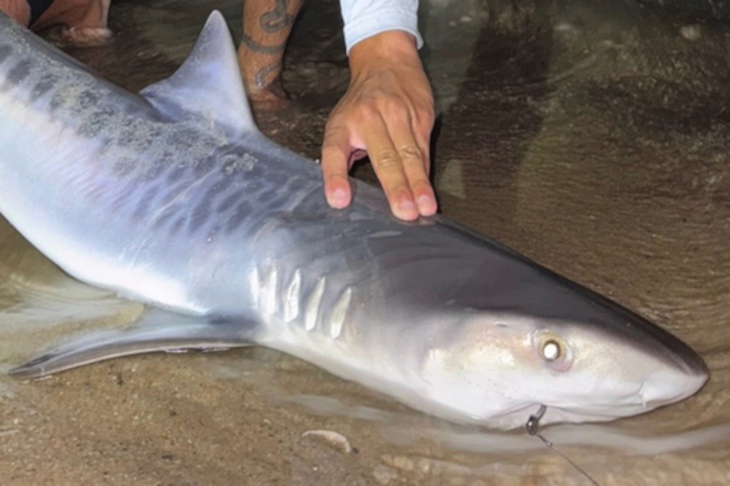 En esta fotografía facilitada por Nelson Rouette aparece su hermano, Nate Rouette, sosteniendo un tiburón tigre joven que capturaron frente a las costas de Falmouth (Massachusetts).