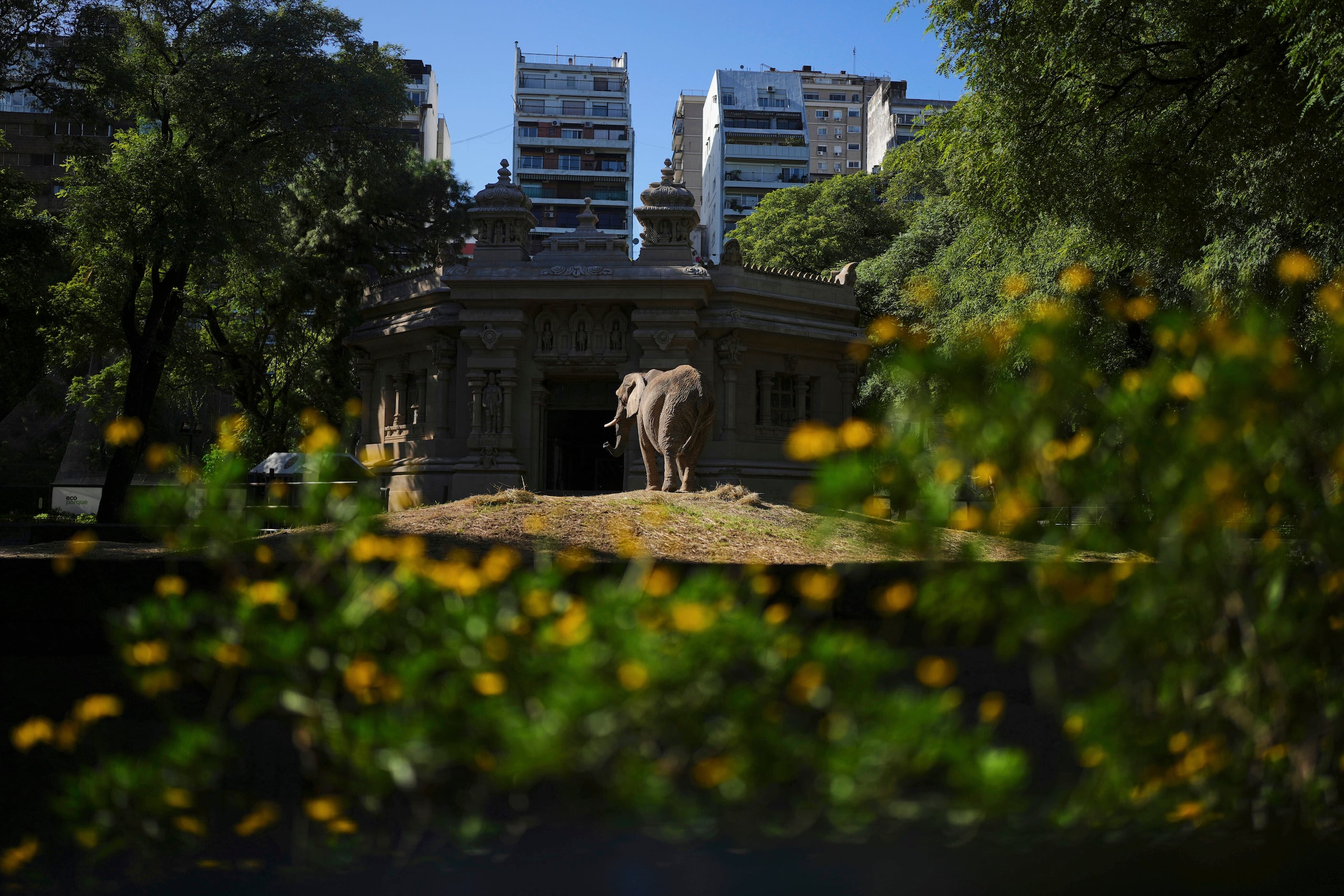 Una elefanta africana llamada Pupy en su estancia en cautiverio en el Ecoparque en Buenos Aires, Argentina, el martes 25 de marzo de 2025, en tanto es entrenada para ser reubicada en un santuario en Brasil. (AP Foto/Natacha Pisarenko)