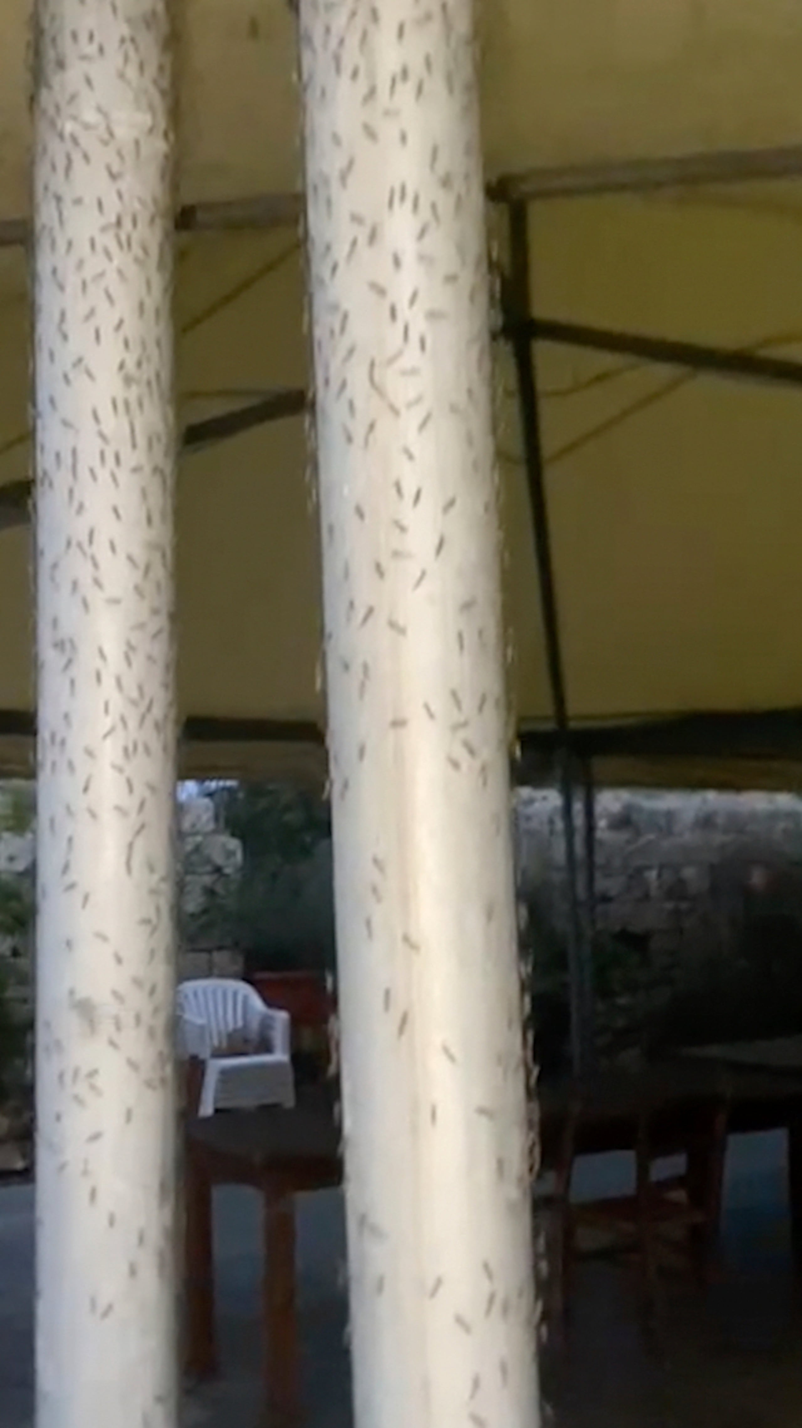 Foto tomada de un video sin fecha suministrado por la asociación de pescadores de Orbetello el 20 de marzo del 2025 que muestra a insectos en una zona cerca de Orbetello, Italia. (Asociación de pescadores de Orbetello via AP)