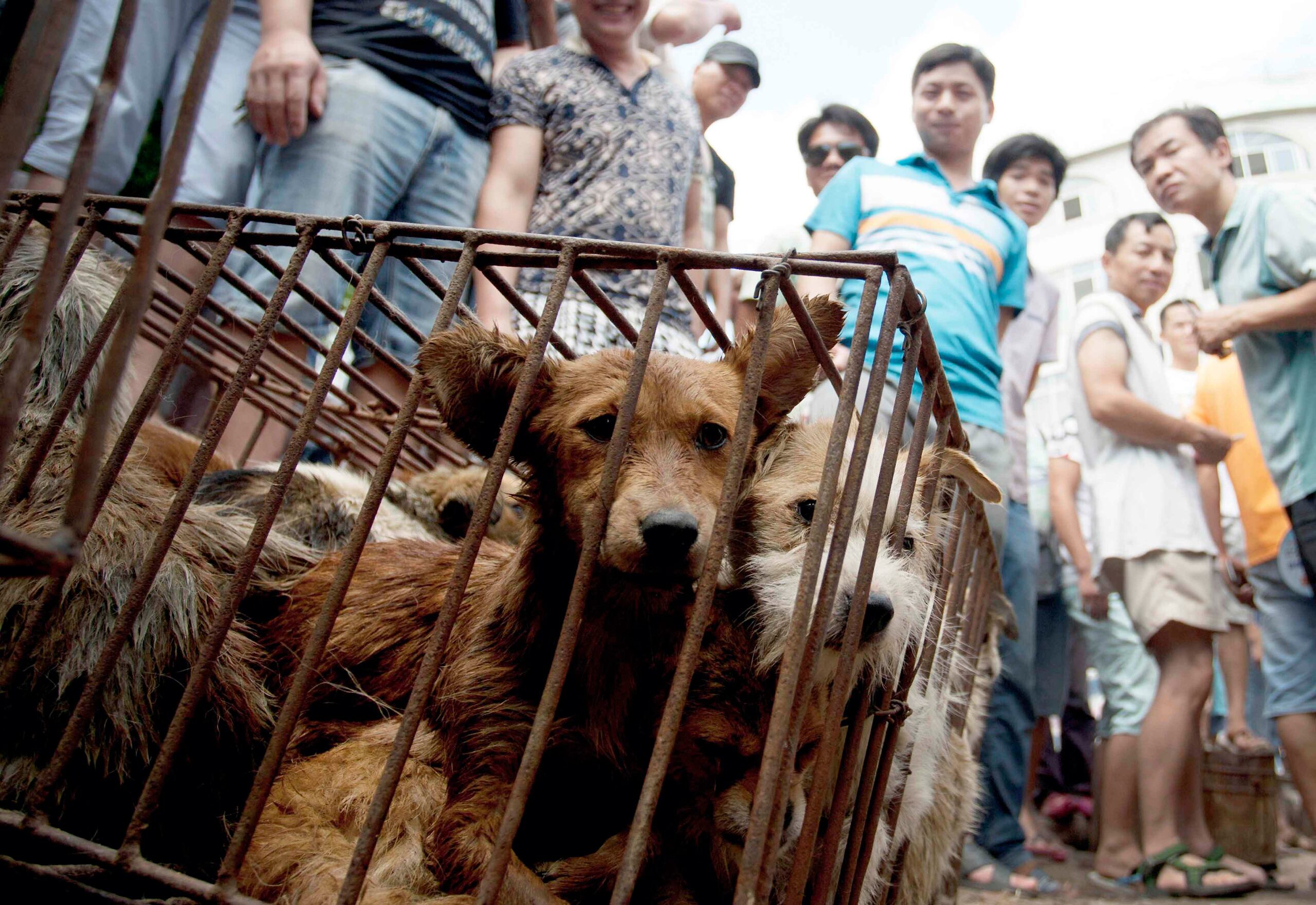 Unos 10,000 perros, muchos de ellos mascotas robadas, son carneados para el festival que se efectúa en la empobrecida zona rural de la región autónoma de Guangxi Zhuang.