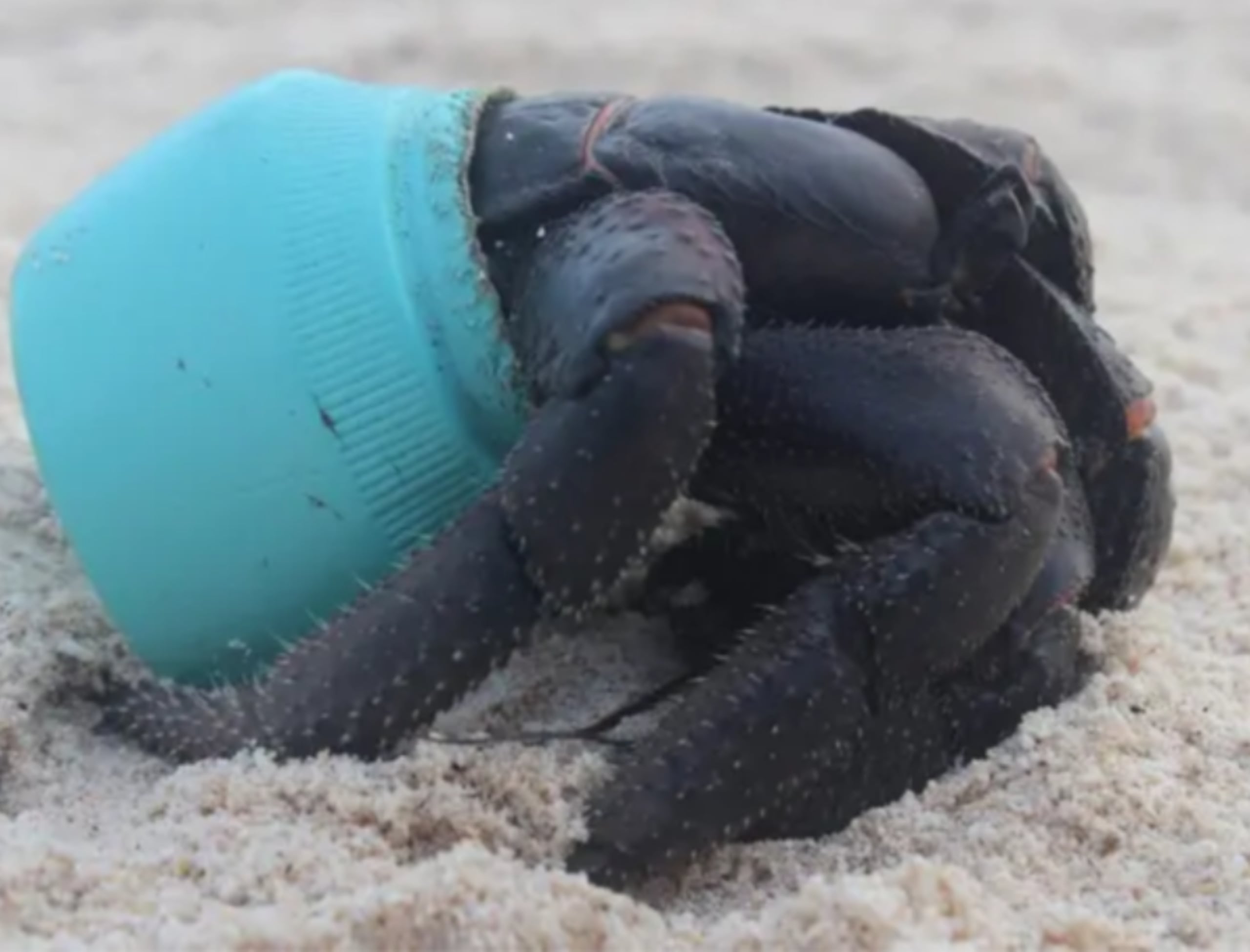 El 99.8% de los residuos identificados son plásticos y, en apenas 2.5 kilómetros de costa, se han contabilizado cerca de 18 toneladas de desechos.