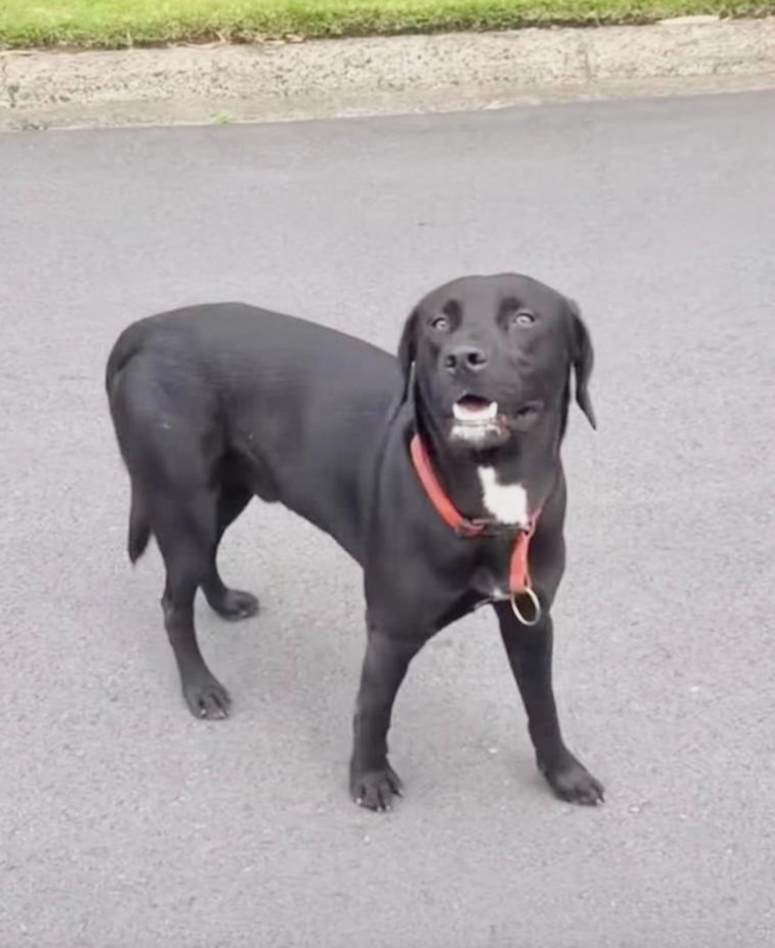 Las autoridades no encontraron durante una búsqueda en un albergue de Arecibo a Johnny quien es la mascota del exponente urbano Luar la L.