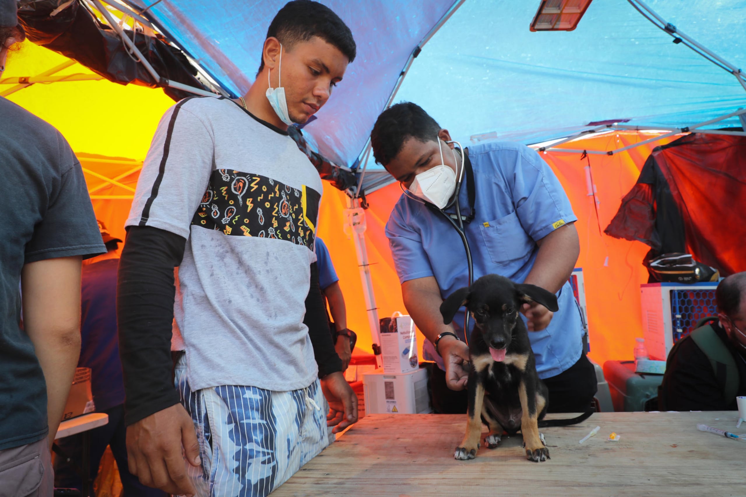 Un médico veterinario brinda asistencia a un perro en una carpa de atención veterinaria en La Guaira (Venezuela).