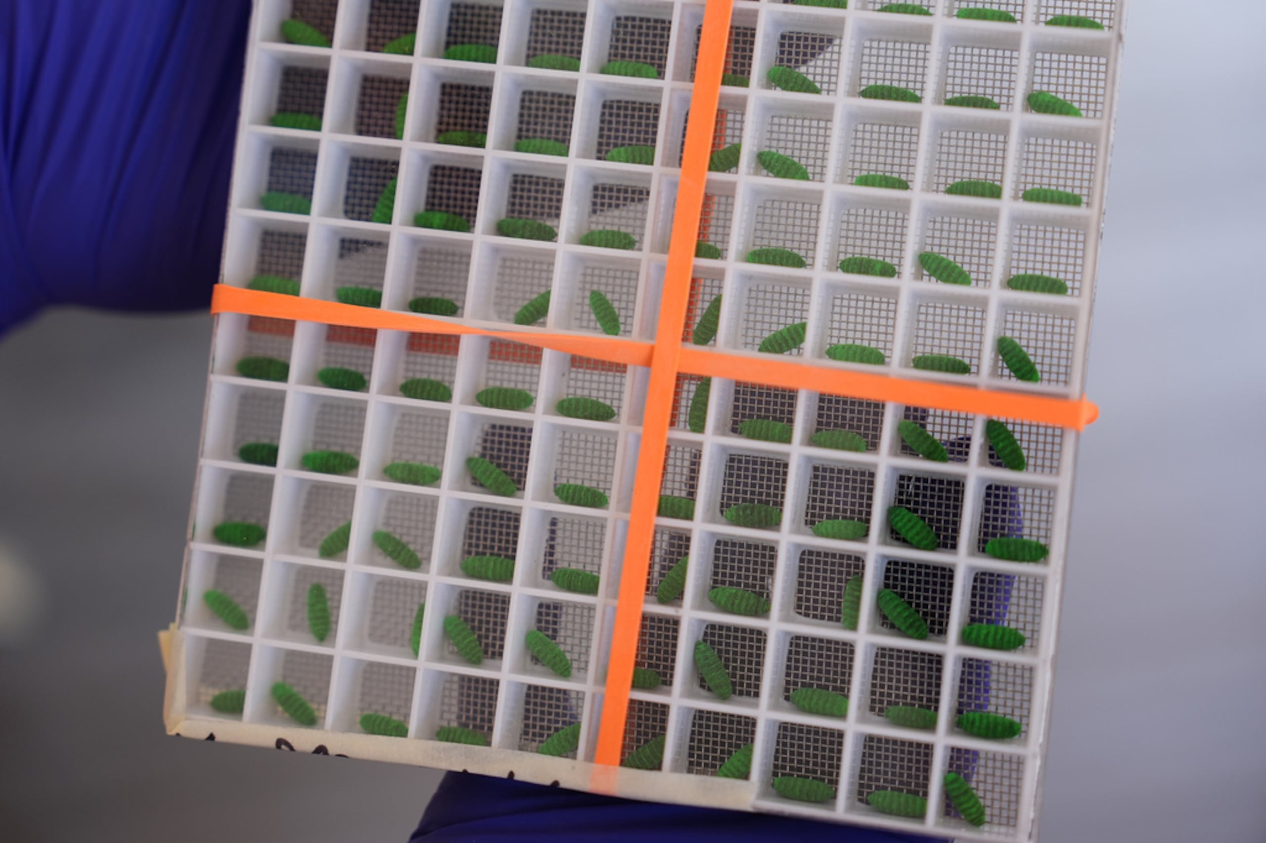 Un recipiente de prueba con pupas de mosca teñidas se exhibe en una instalación doméstica de producción de moscas estériles del gusano barrenador del Nuevo Mundo para combatir la propagación hacia el norte del gusano barrenador y proteger el ganado estadounidense, en Edinburg, Texas, el 9 de febrero de 2026.