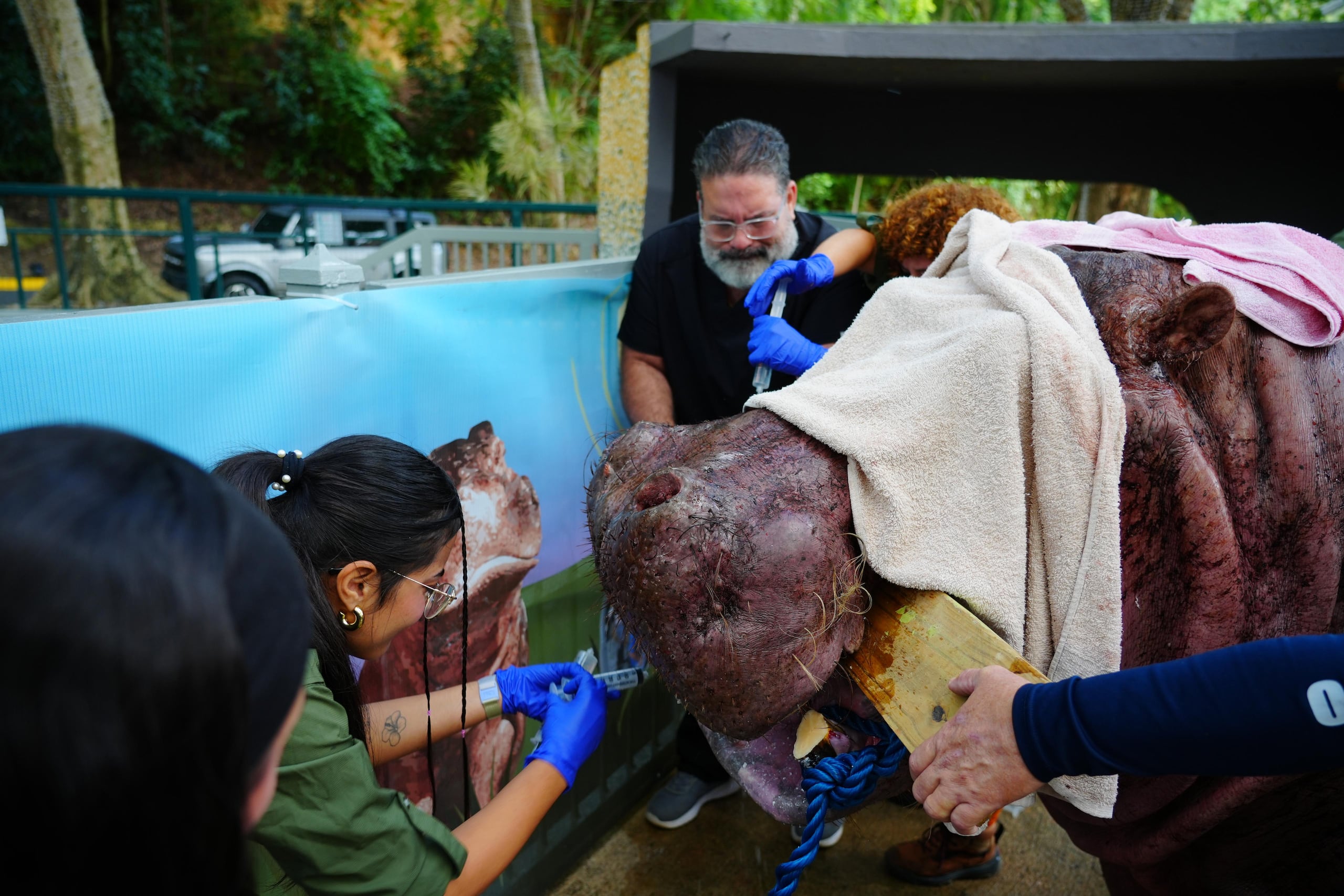 Se observa cómo quedó uno de los colmillos de Tommy, el hipopótamo.