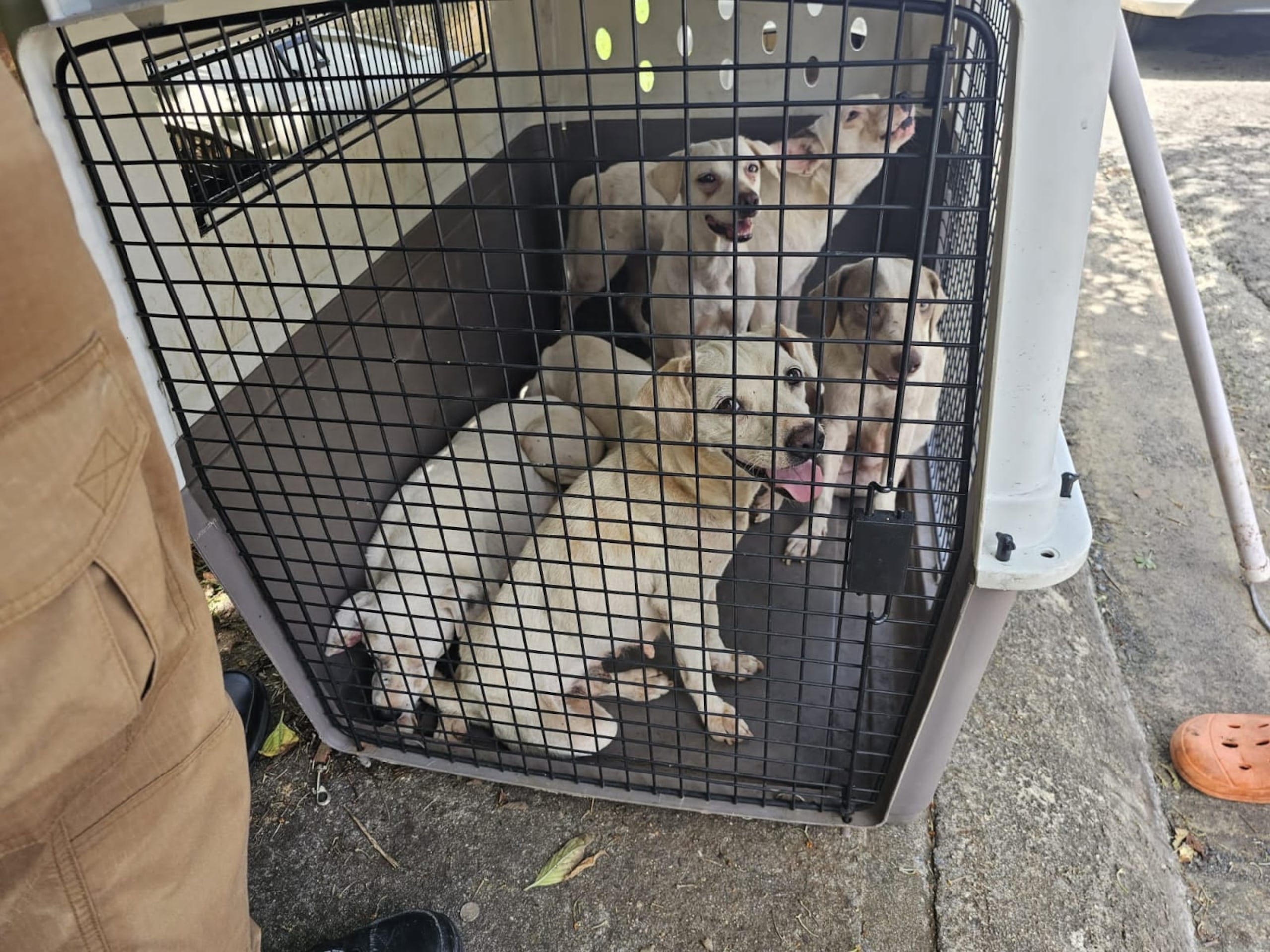 No se indicó la condición en que fueron encontrados los perros.