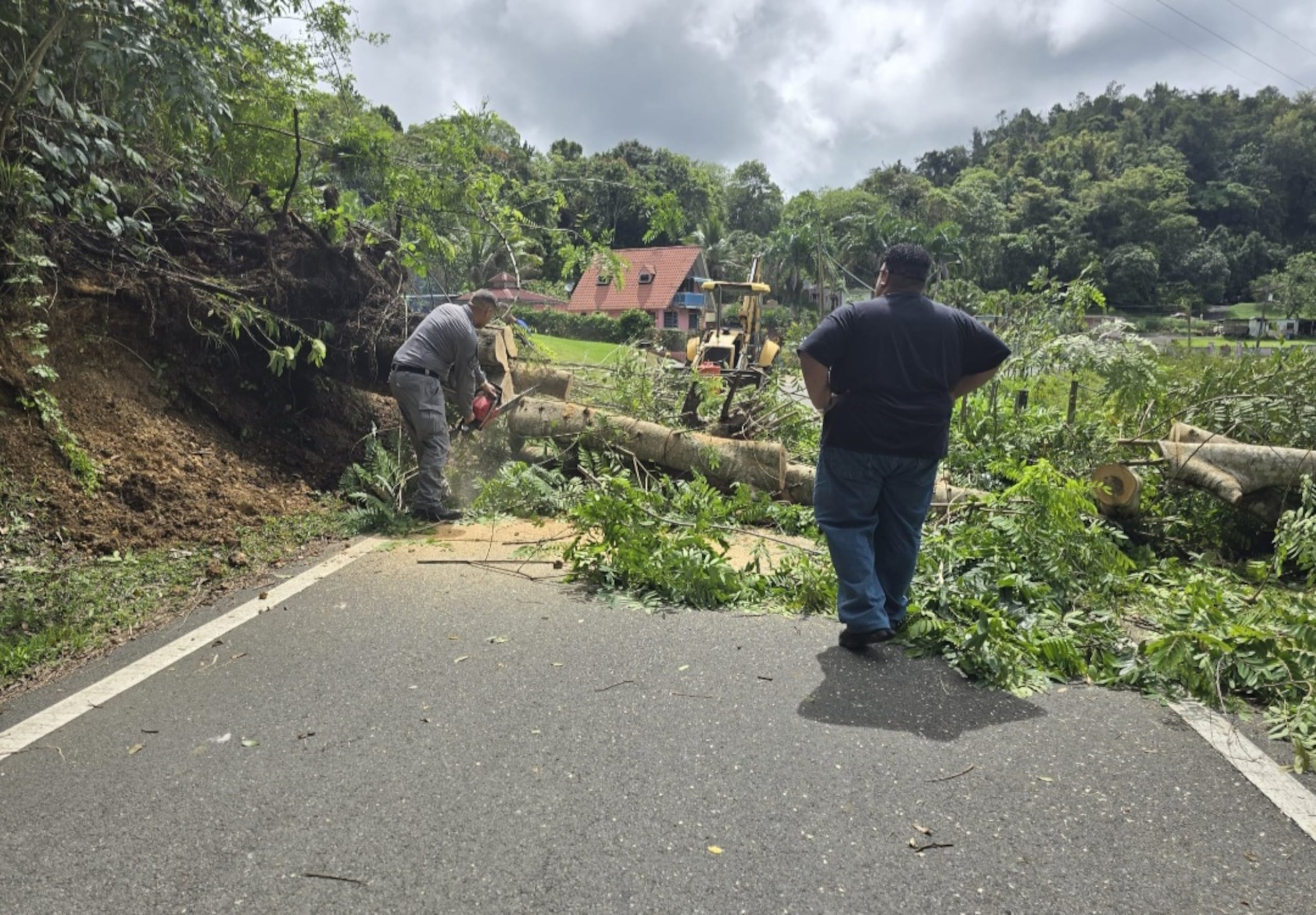El árbol cayó en la carretera 641, kilómetro 2.1, del barrio Pajonal, en Florida.