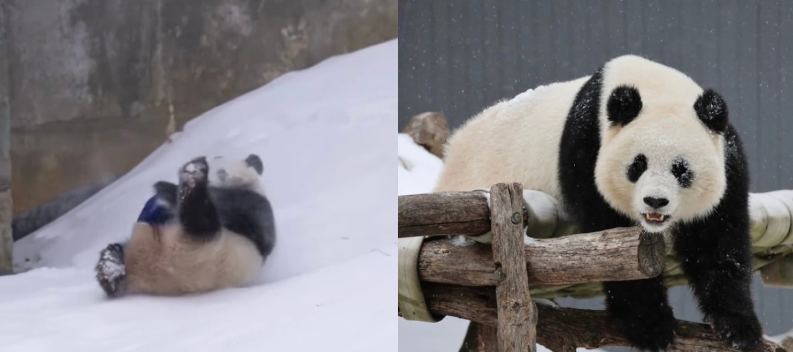Los animales comenzaron a explorar el entorno con evidente curiosidad.