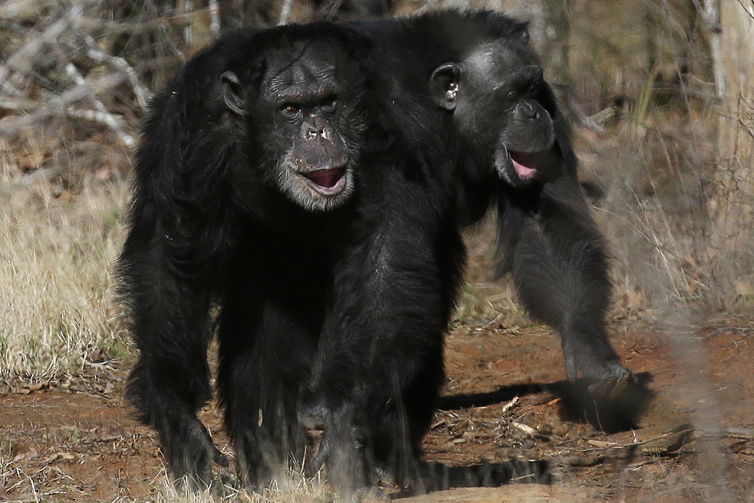 ARCHIVO – Dos chimpancés caminan juntos en Chimp Haven en Keithville, Lusiana, el 19 de febrero de 2013. (AP Foto/Gerald Herbert, Archivo)
