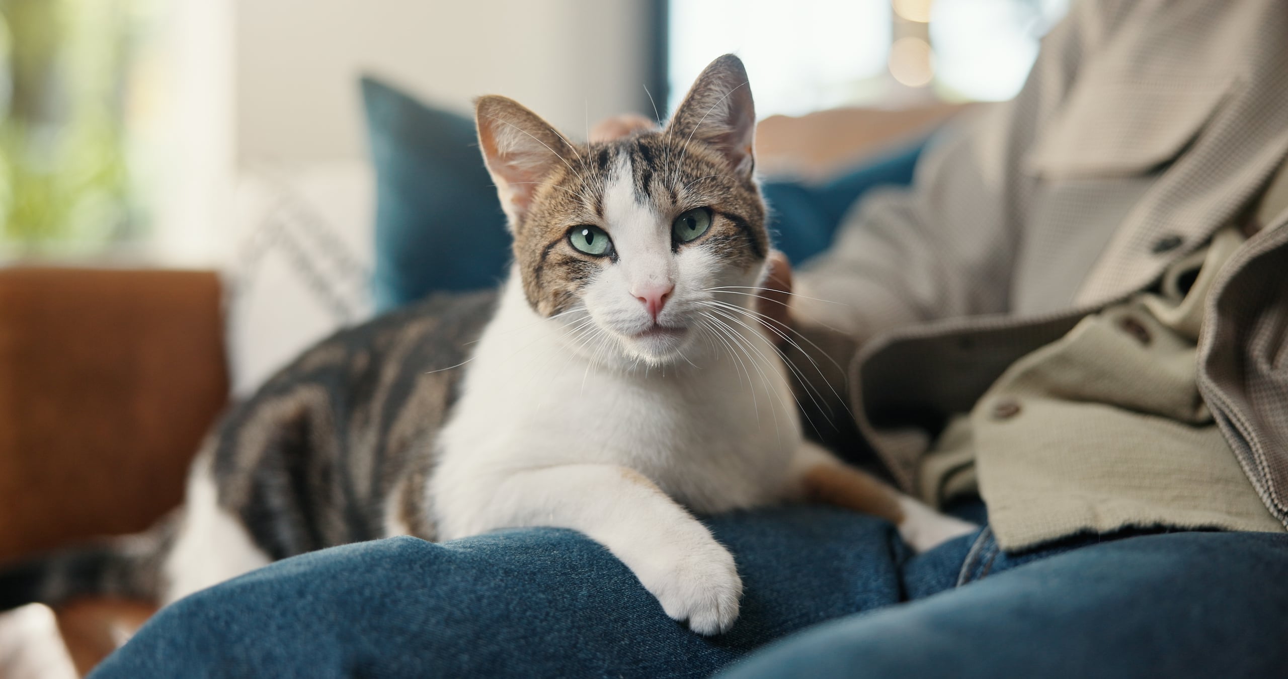 A pesar de que los gatos dedican gran parte de su día a asearse, sus platos de comida y agua suelen transformarse en zonas críticas de proliferación bacteriana.
