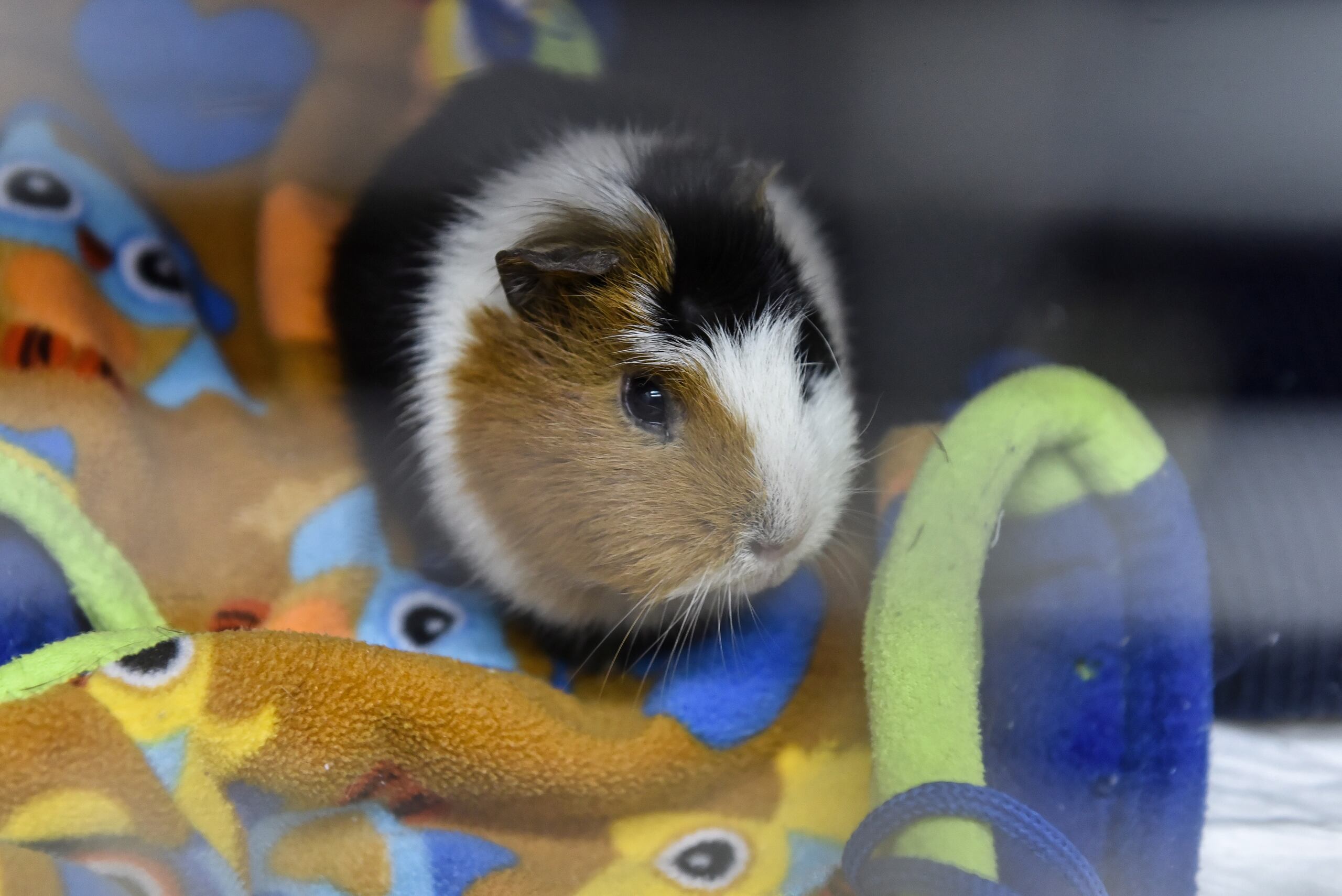 La principal hipótesis que manejan las autoridades apunta a un shock anafiláctico, es decir, una reacción alérgica extrema que puede afectar el sistema autoinmune y resultar mortal si no se trata con rapidez.