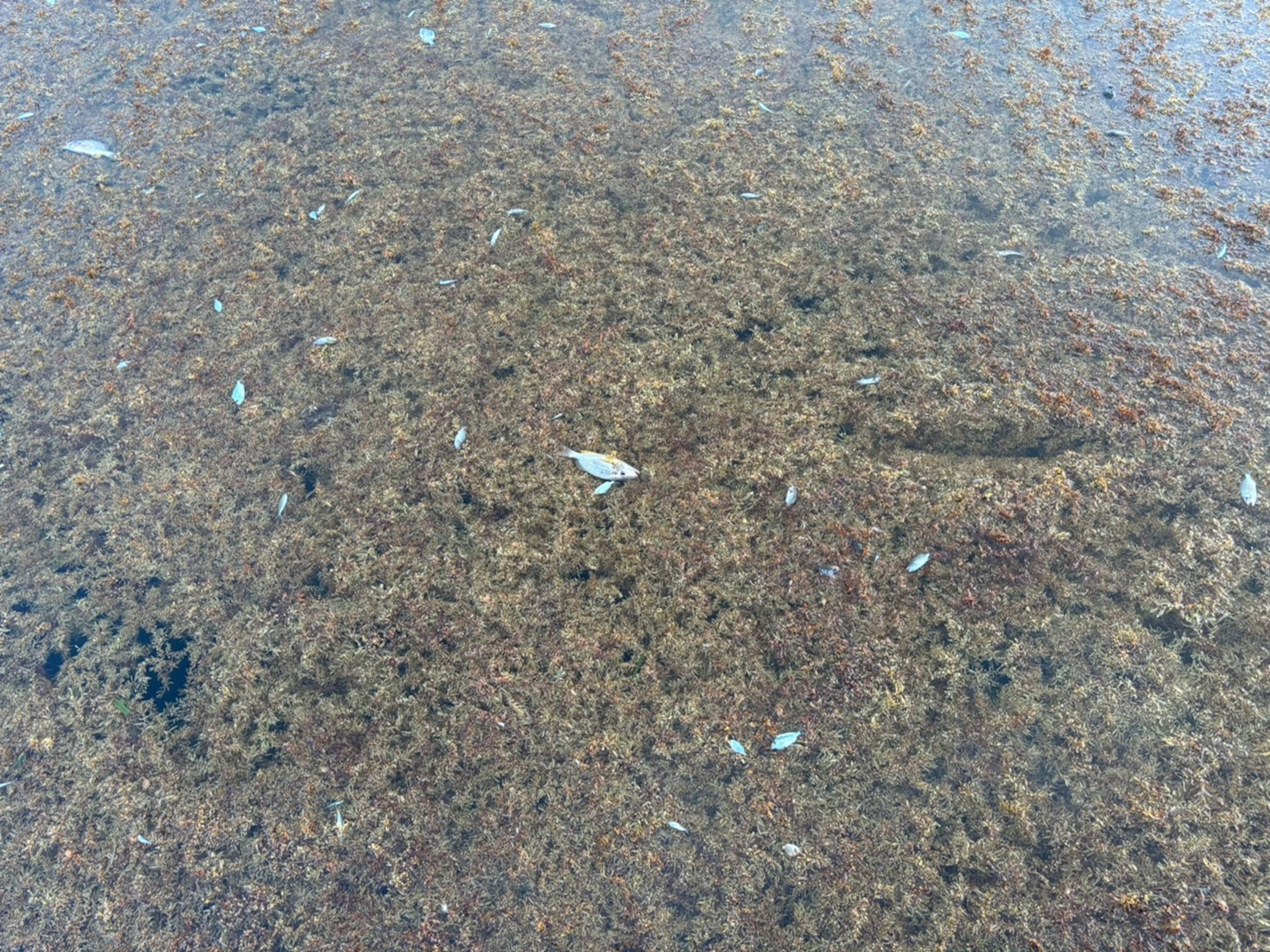 La legisladora indicó que la situación ha provocado la descomposición del material orgánico y reportes de una significativa mortandad de peces y otra fauna marina.