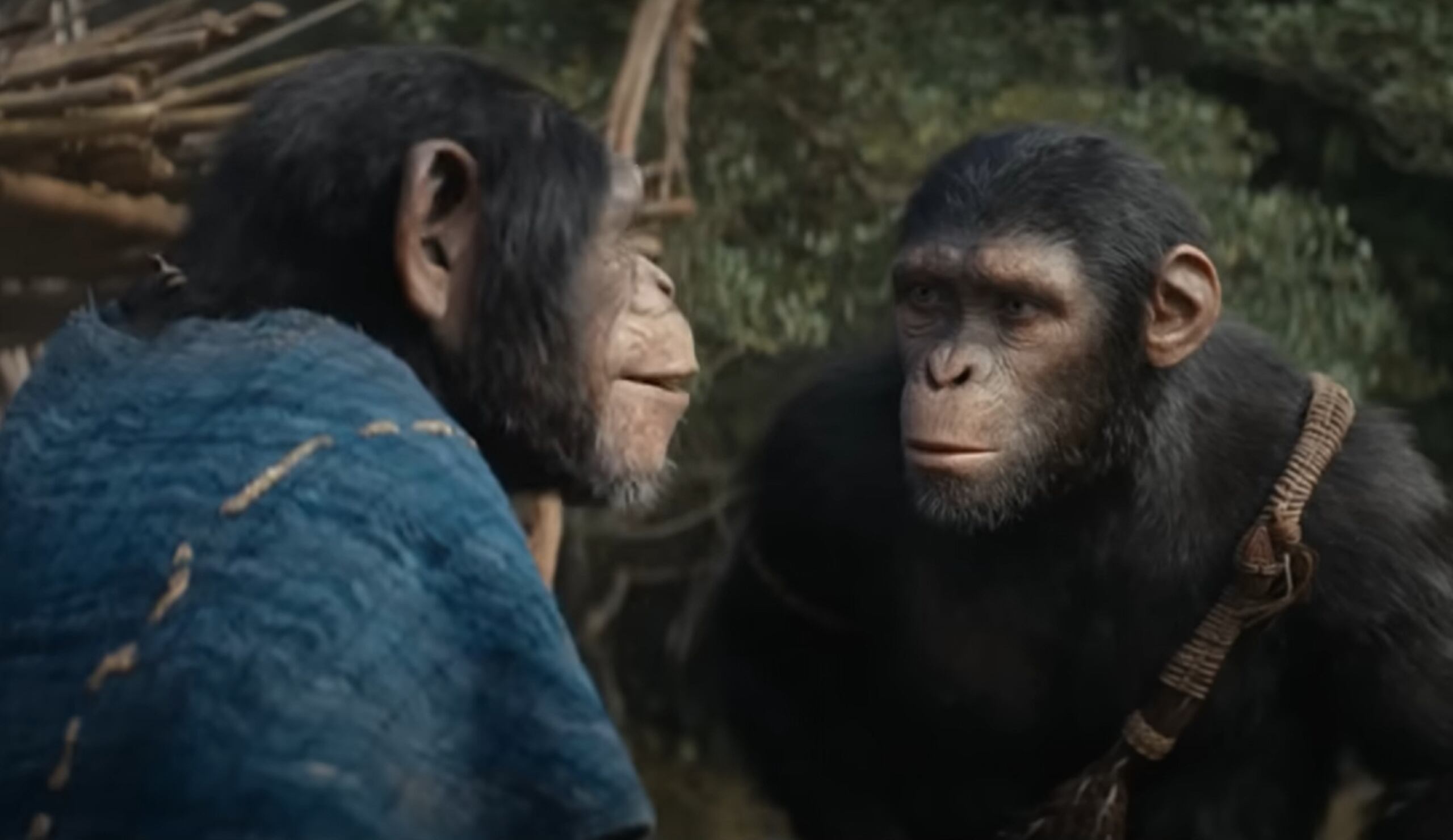 La película "Kingdom of the Planet of the Apes" estrenó en Puerto Rico el jueves, 8 de mayo de 2024.