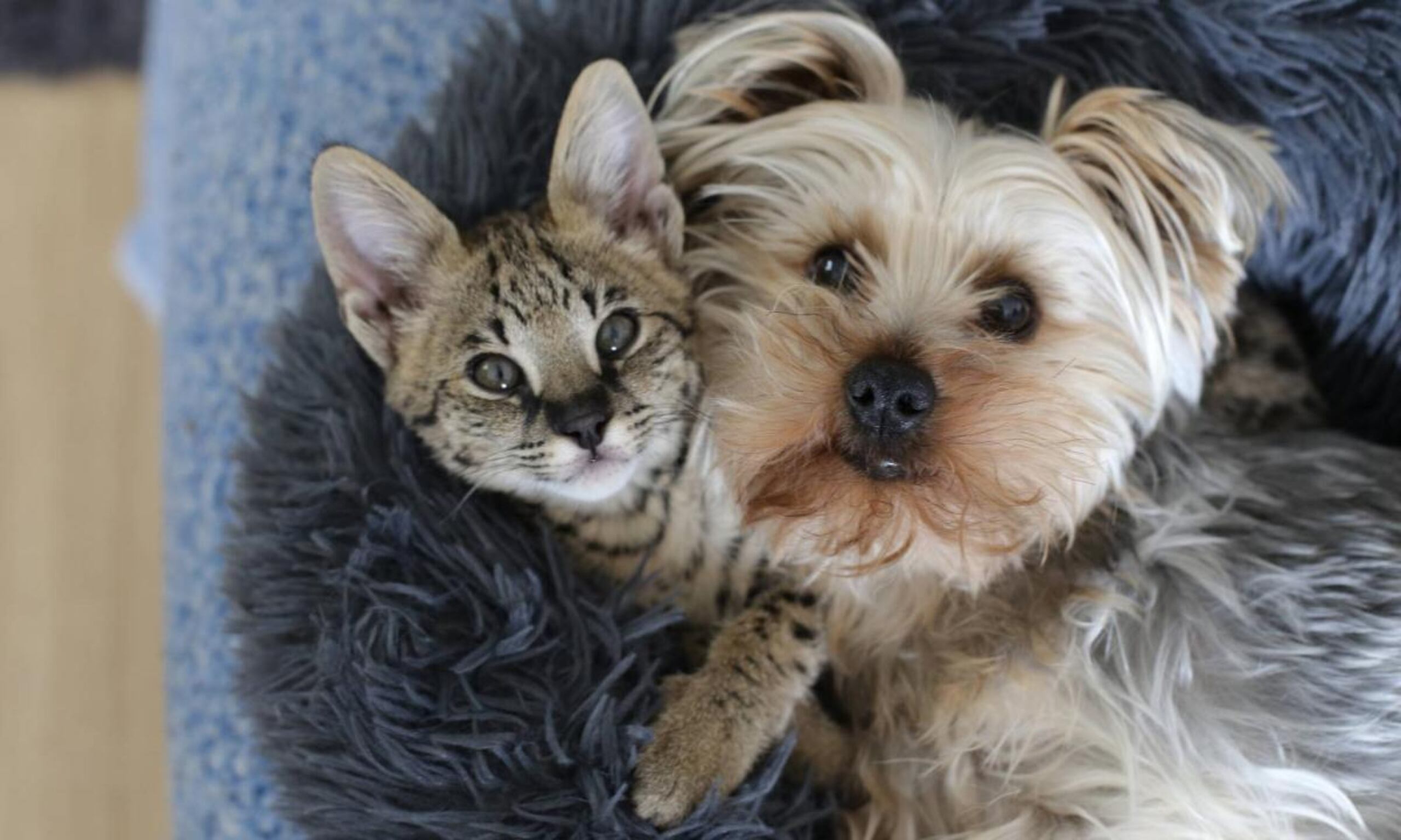 Estudios previos han mostrado resultados variados.