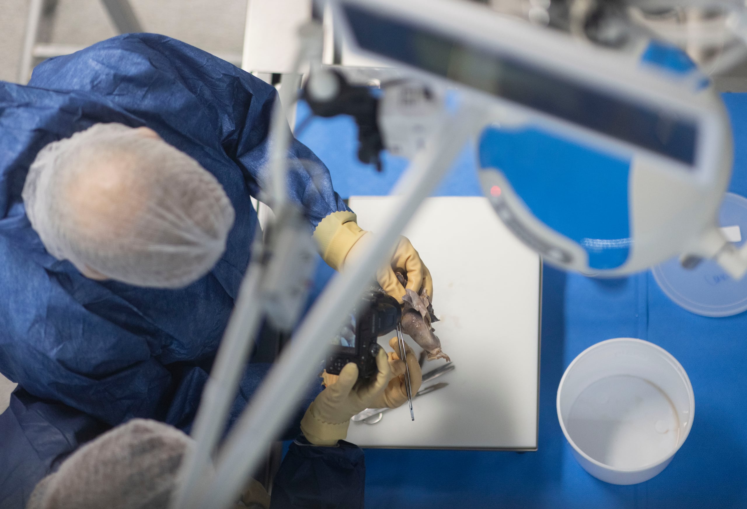 El Instituto de Ciencias Forenses informó que se inició el proceso para la identificación de los restos humanos. (Archivo/ Foto: Xavier Araujo | xavier.araujo@gfrmedia.com)