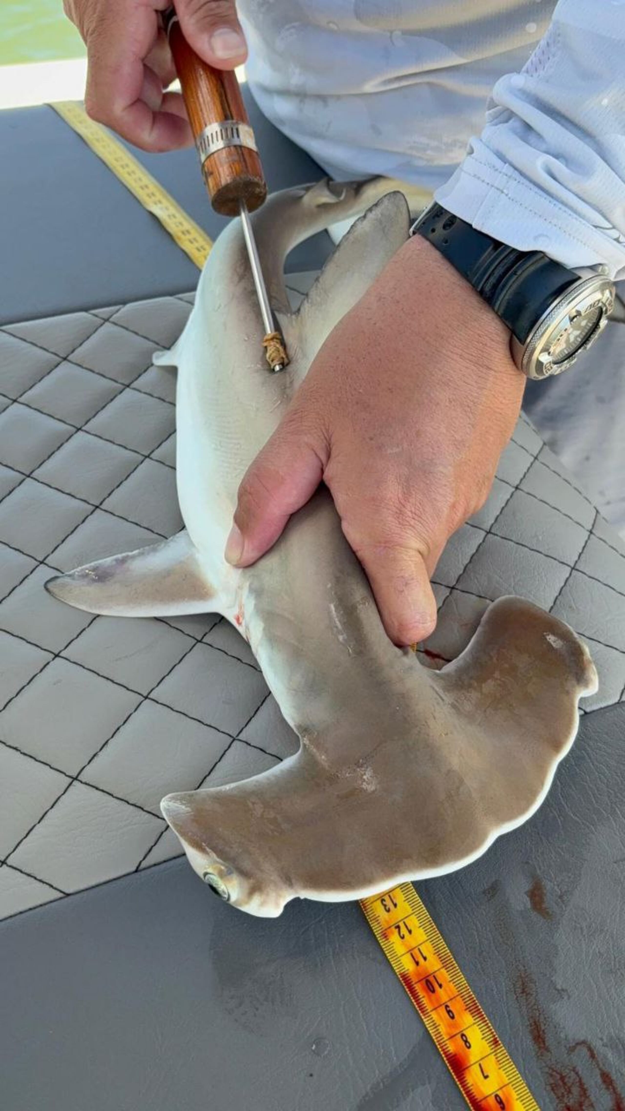 Expertos de la Mote Marine Laboratory, en Florida también colaboran con la investigación.