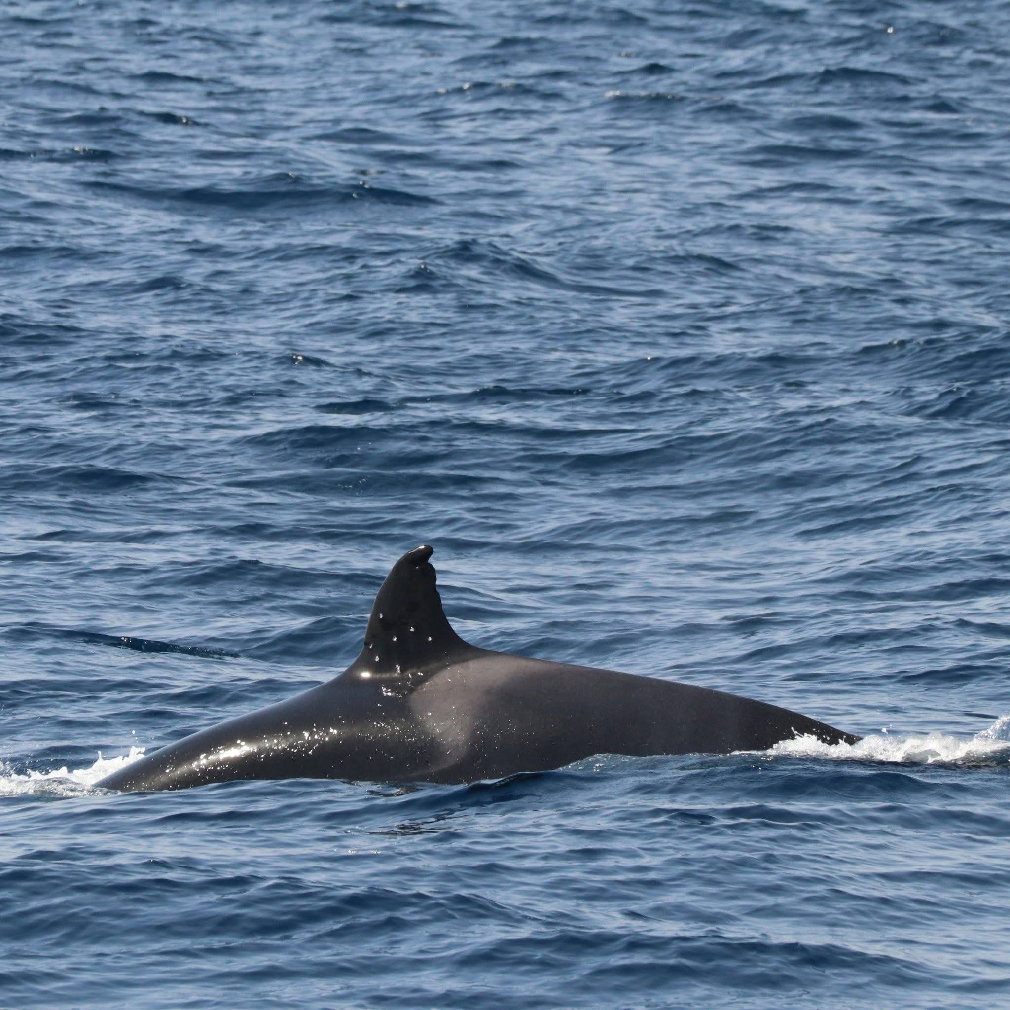 Imagen de la cobertura de: España investiga el hallazgo de la orca Toñi con impactos de bala