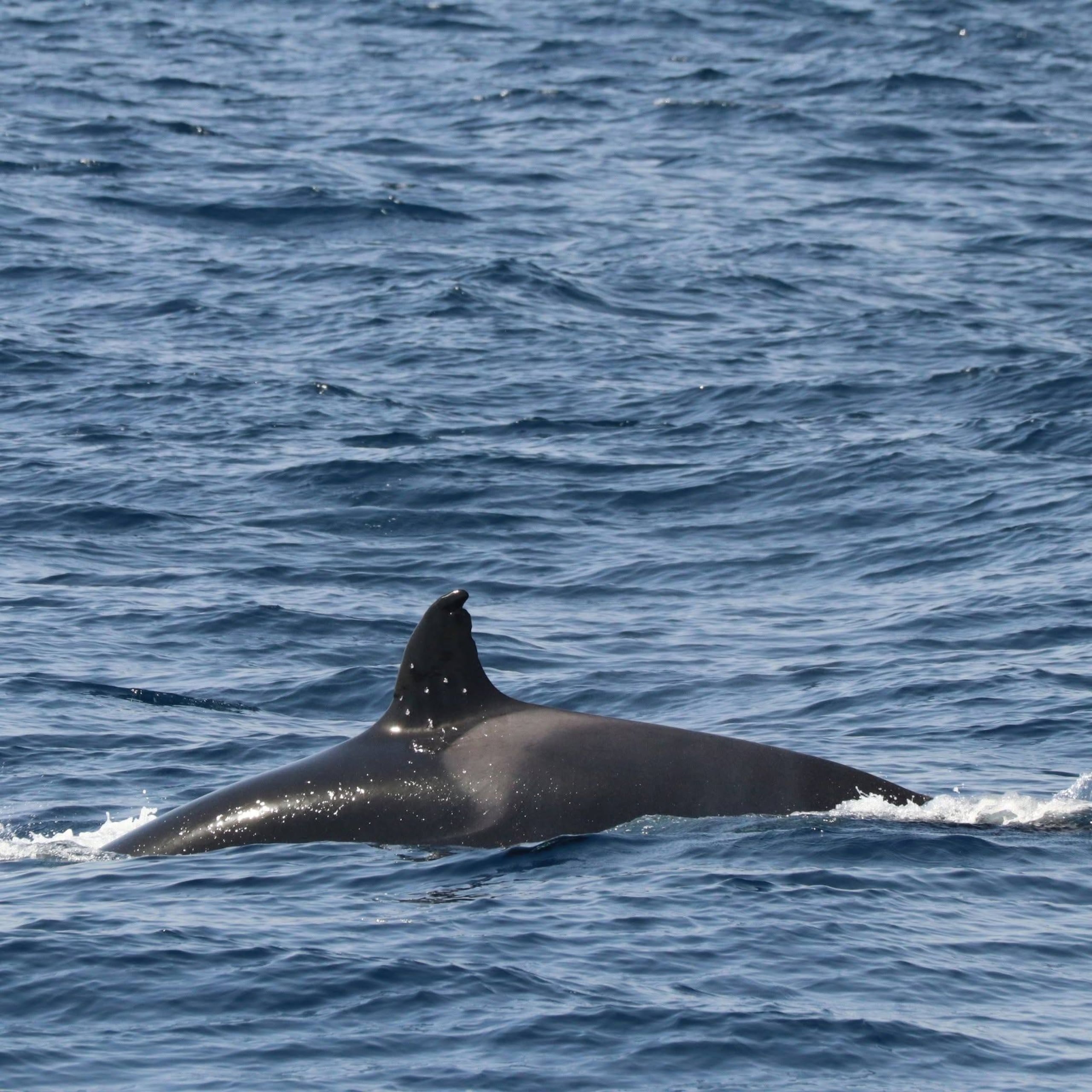 Según Iberian Orca y WeWhale, la orca fue fotografiada la semana antes y no presentaba las heridas.