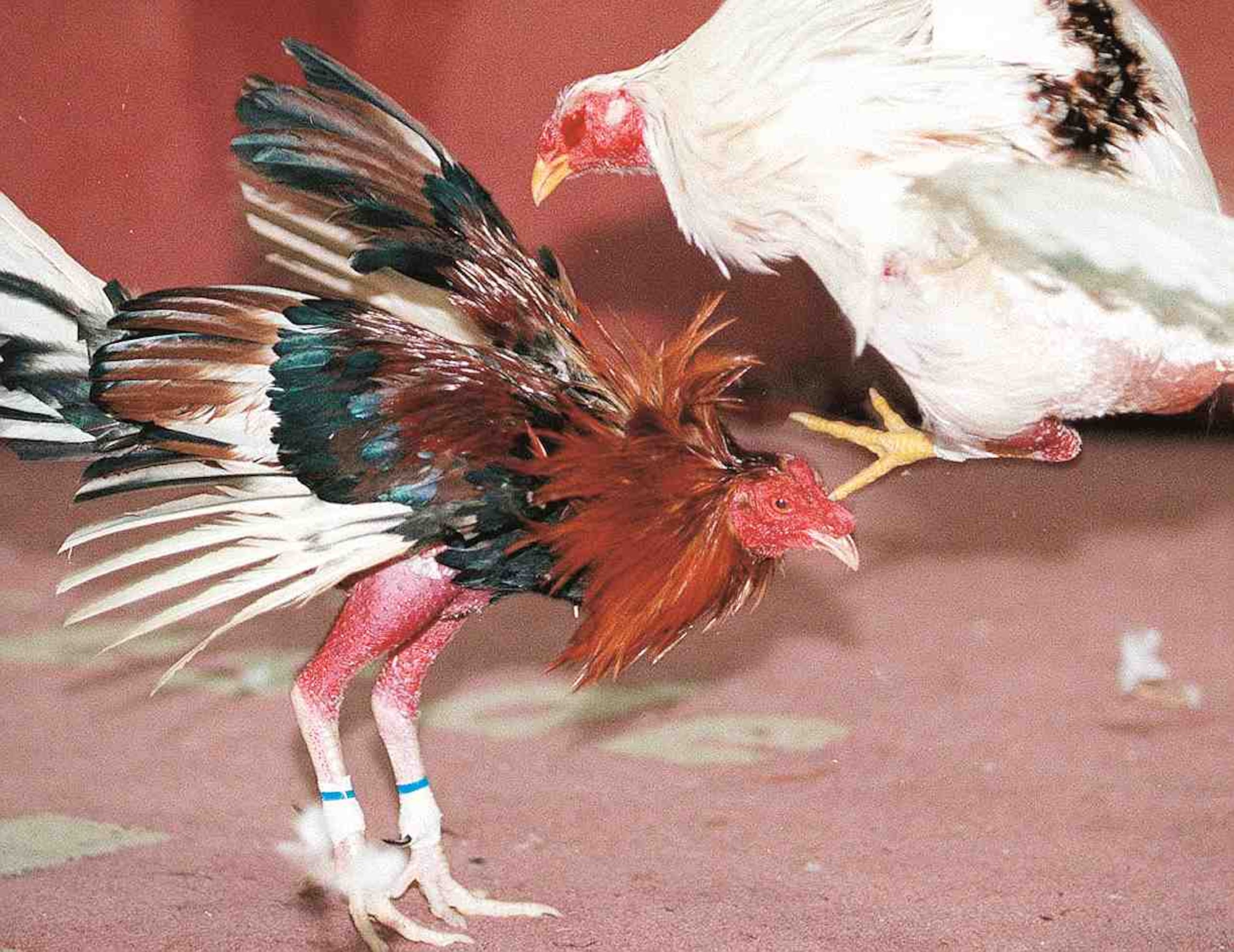 Según el relato del querellante, alguien tuvo acceso a su finca y se robó los gallos. (Archivo / GFR Media)