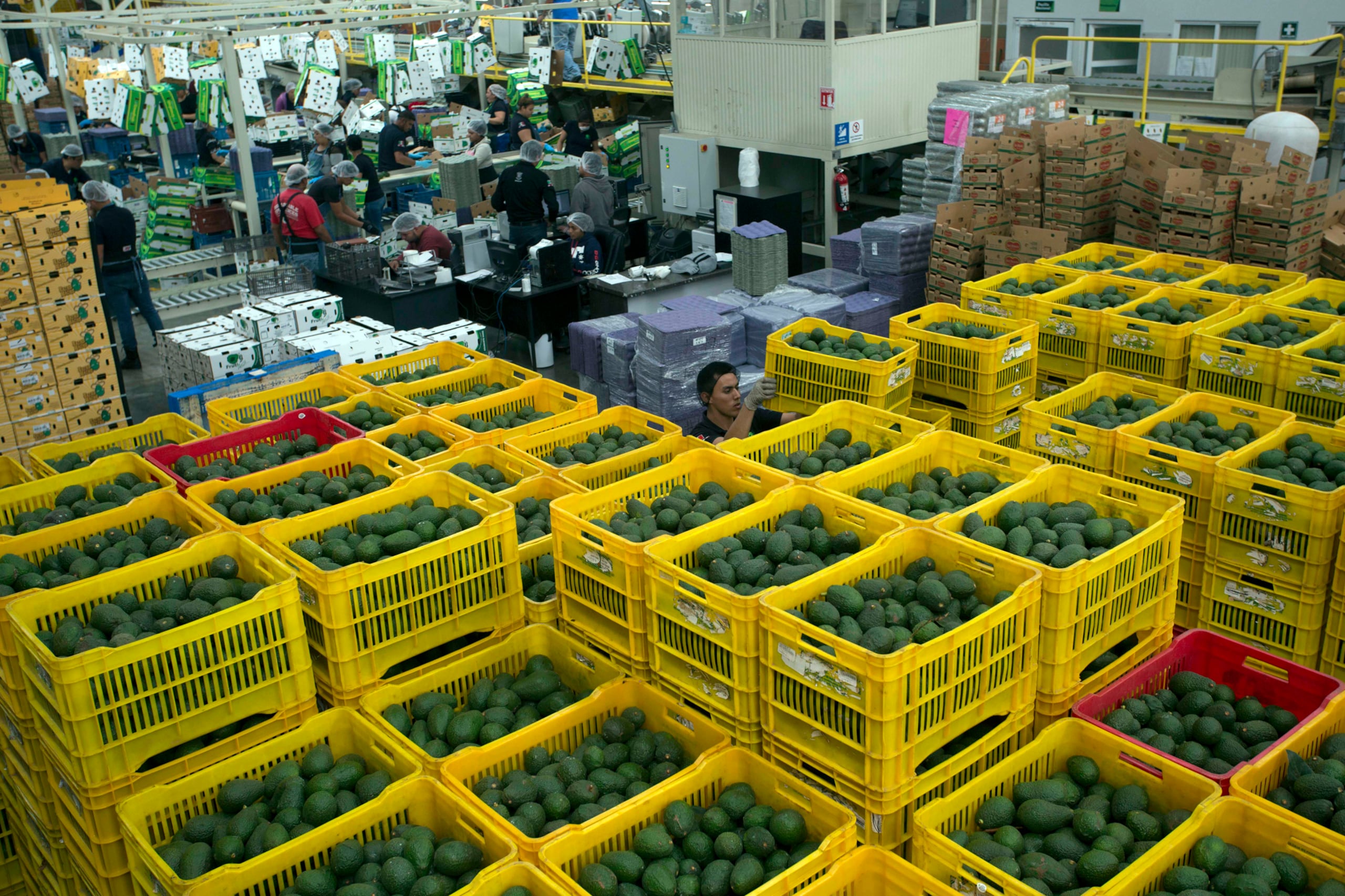 En las primeras cuatro semanas de este 2025, se han enviado a suelo estadounidense unas 110,000 toneladas de aguacates.