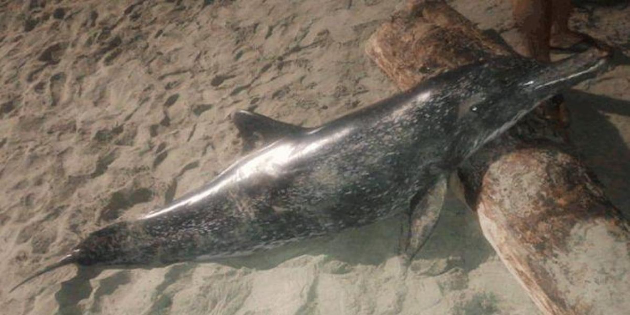 Las autoridades sanitarias recordaron a la comunidad que ante cualquier hallazgo de un animal muerto en la playa es vital evitar el contacto directo y notificar de inmediato a los organismos competentes.