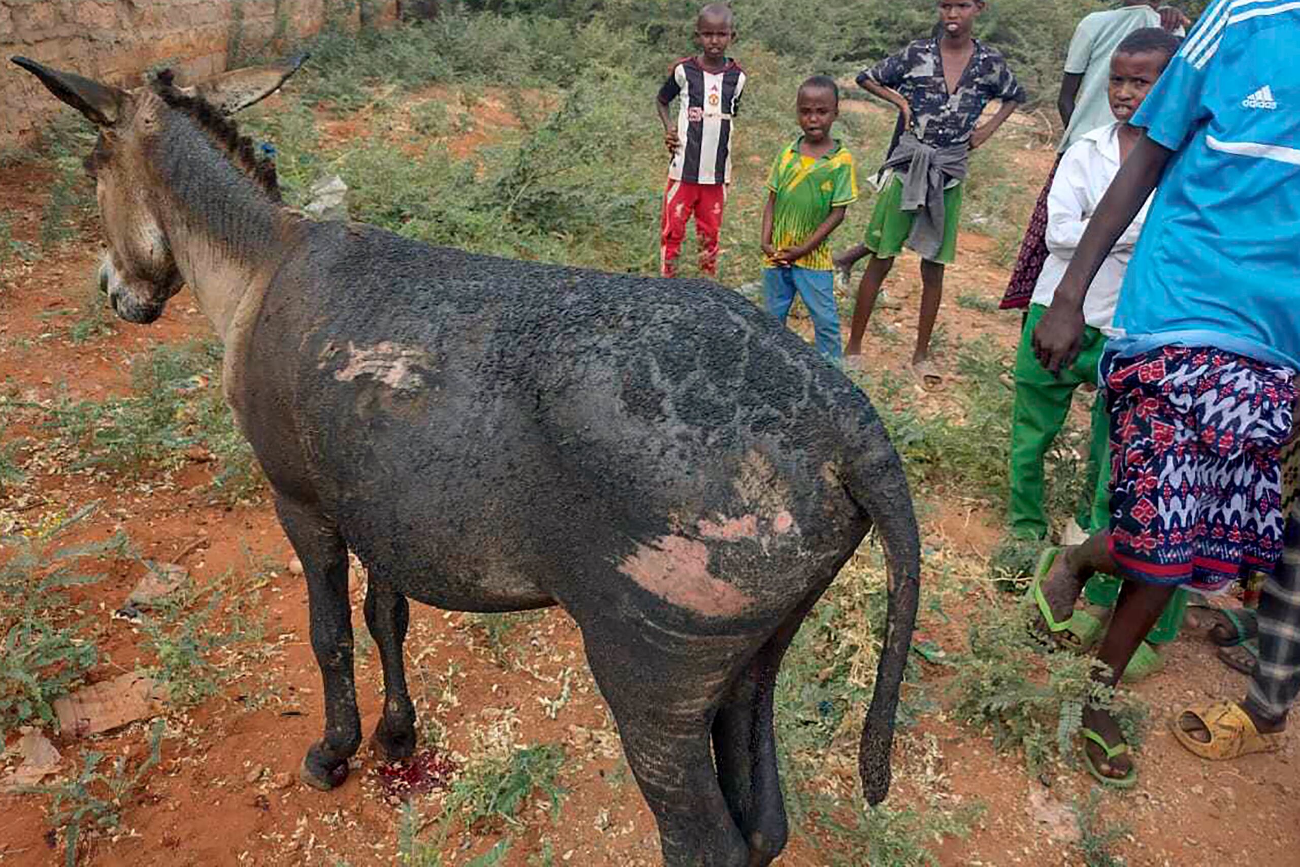 Según informó la policía keniana, la bomba improvisada era transportada por un carro tirado por burros.