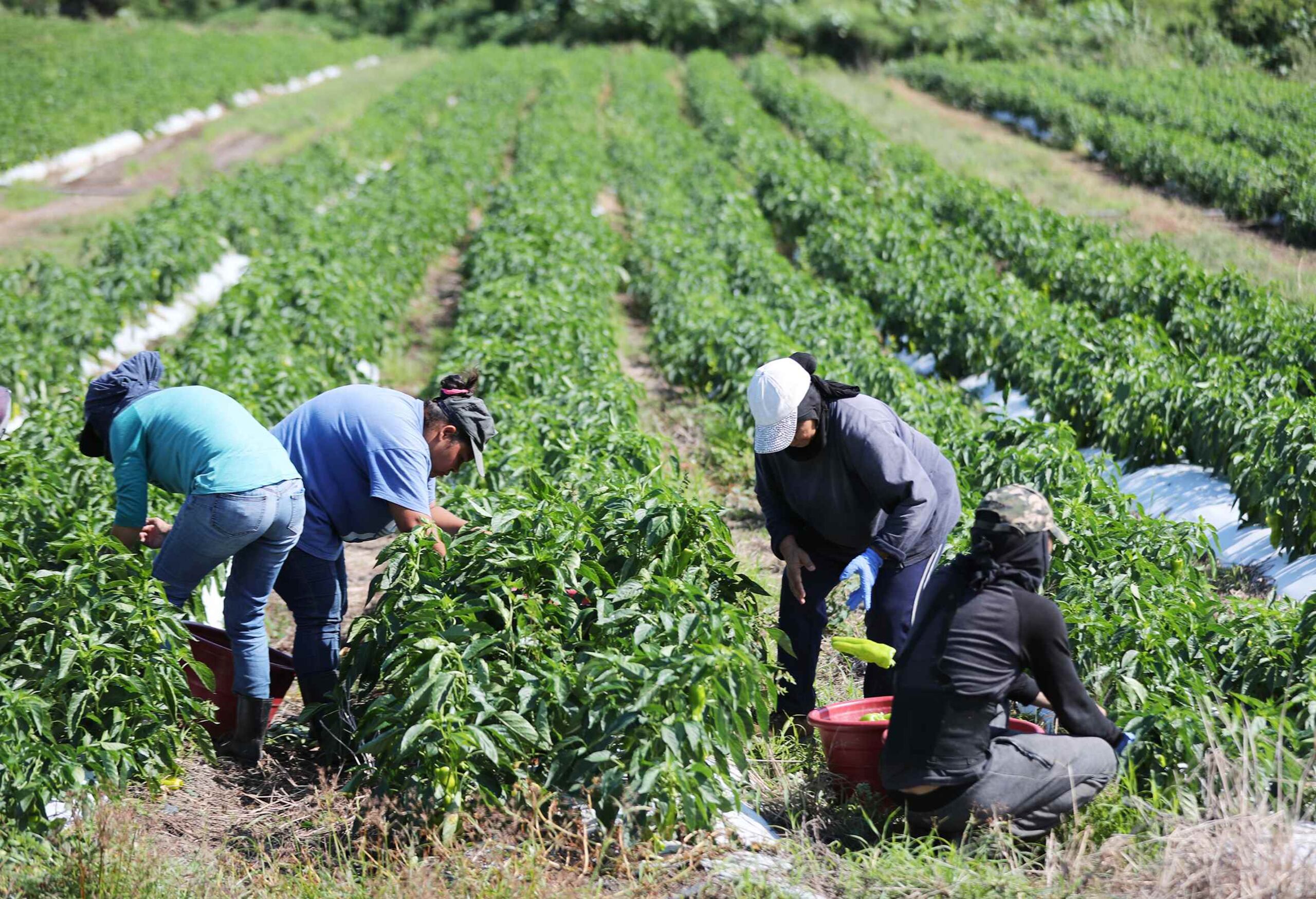 El Departamento de Agricultura de Estados Unidos (USDA, en inglés) informó que continuará su trabajo de campo, con el distanciamiento social apropiado.