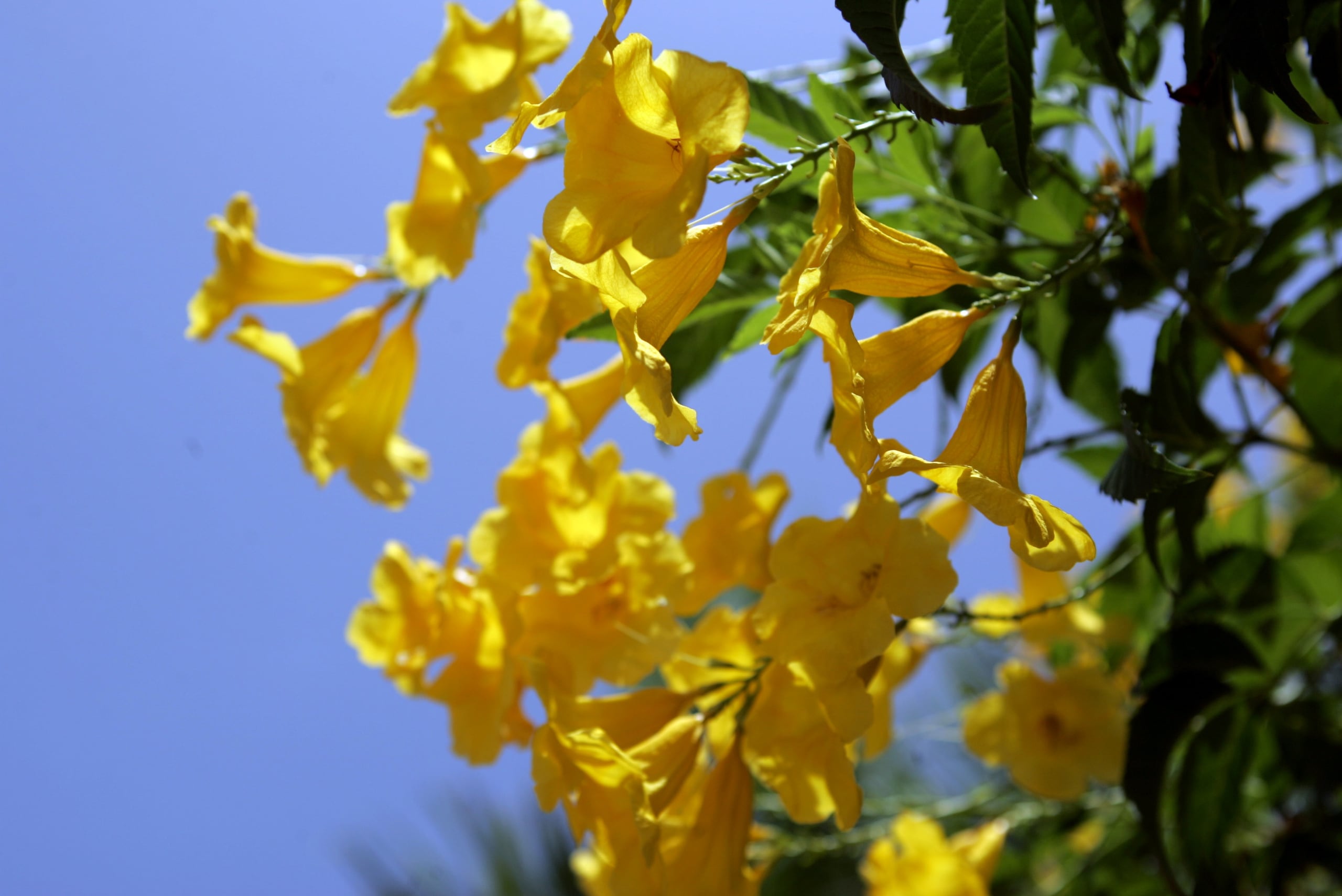 Una de las especies a repartir será majestuoso sauco amarillo.