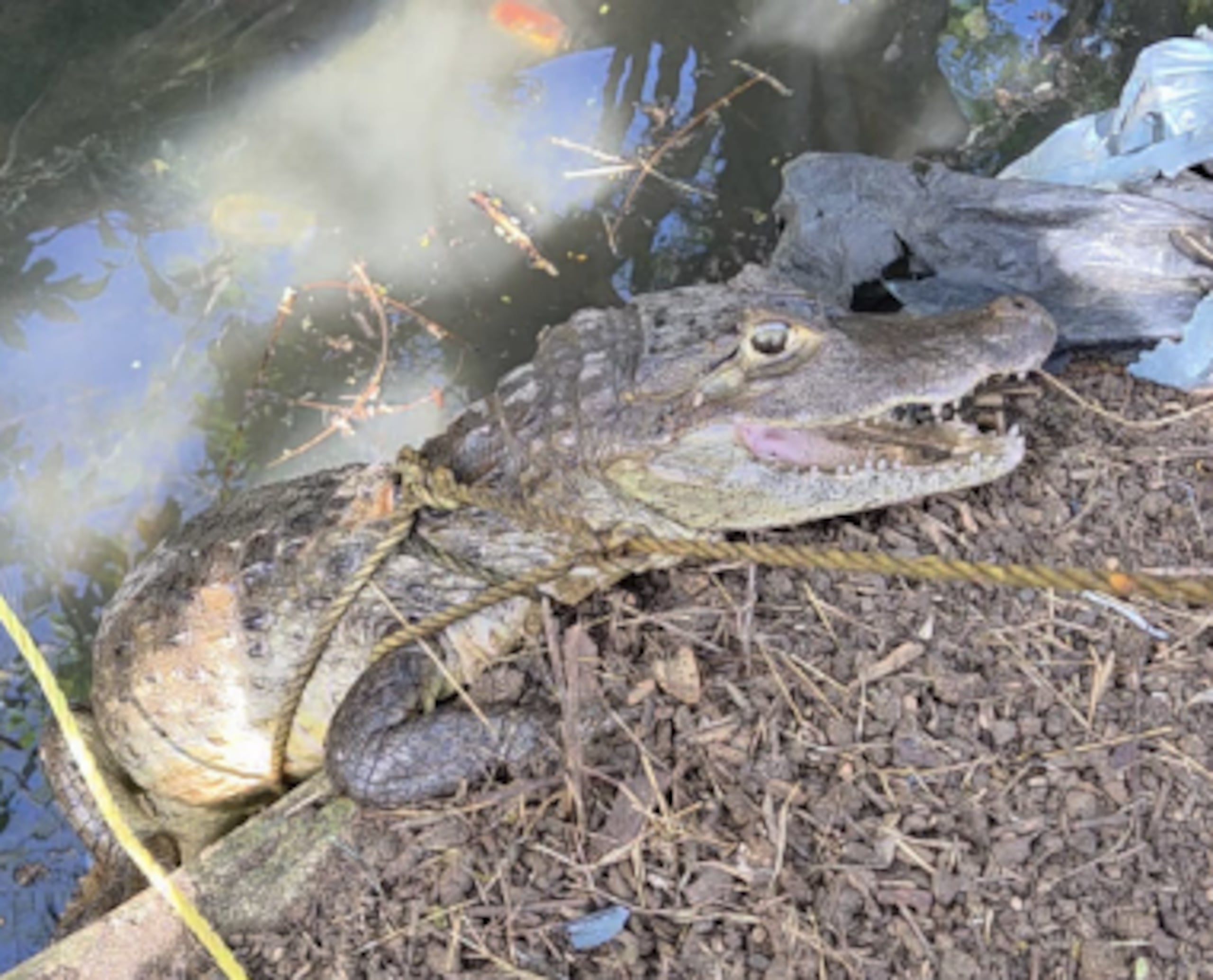 Caimán capturado en Cataño