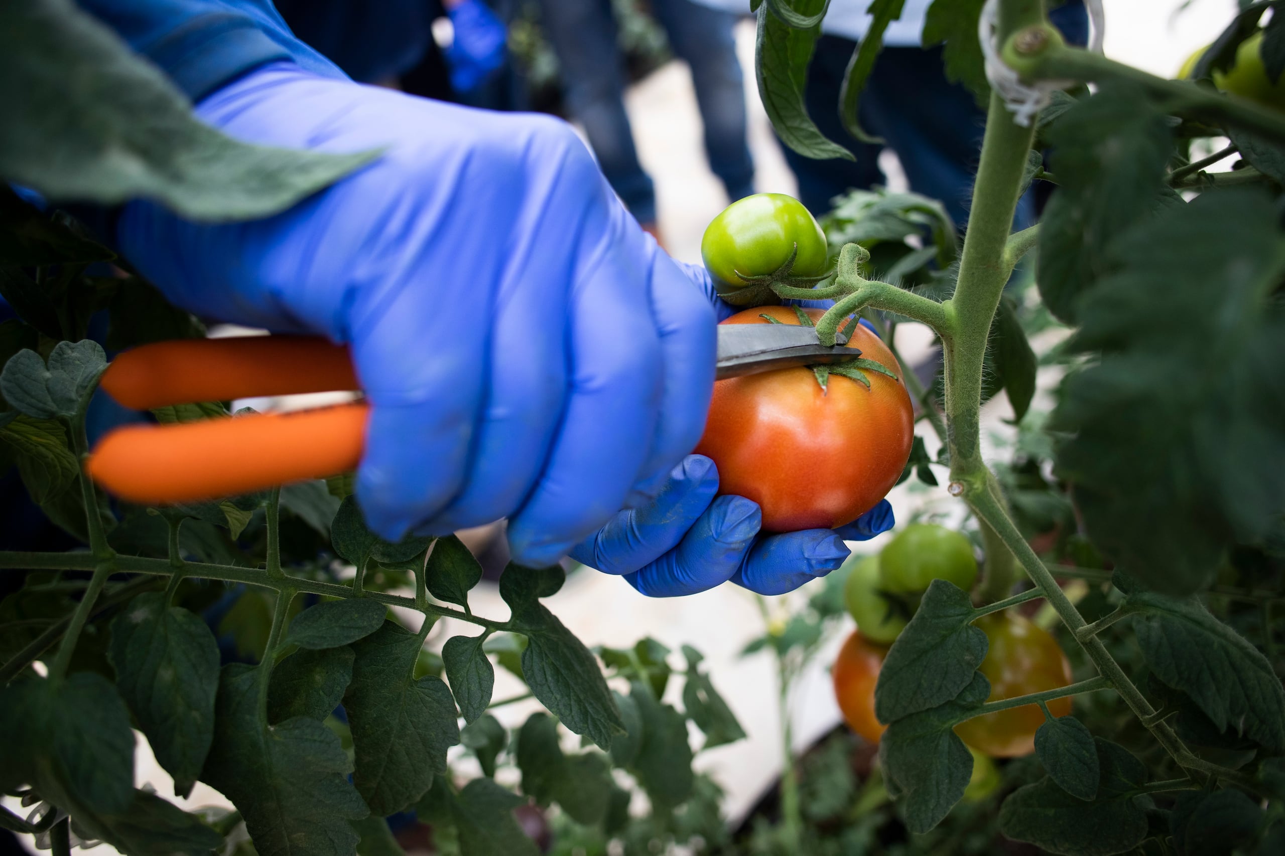 La industria agrícola aporta $1,000 millones a la economía local.