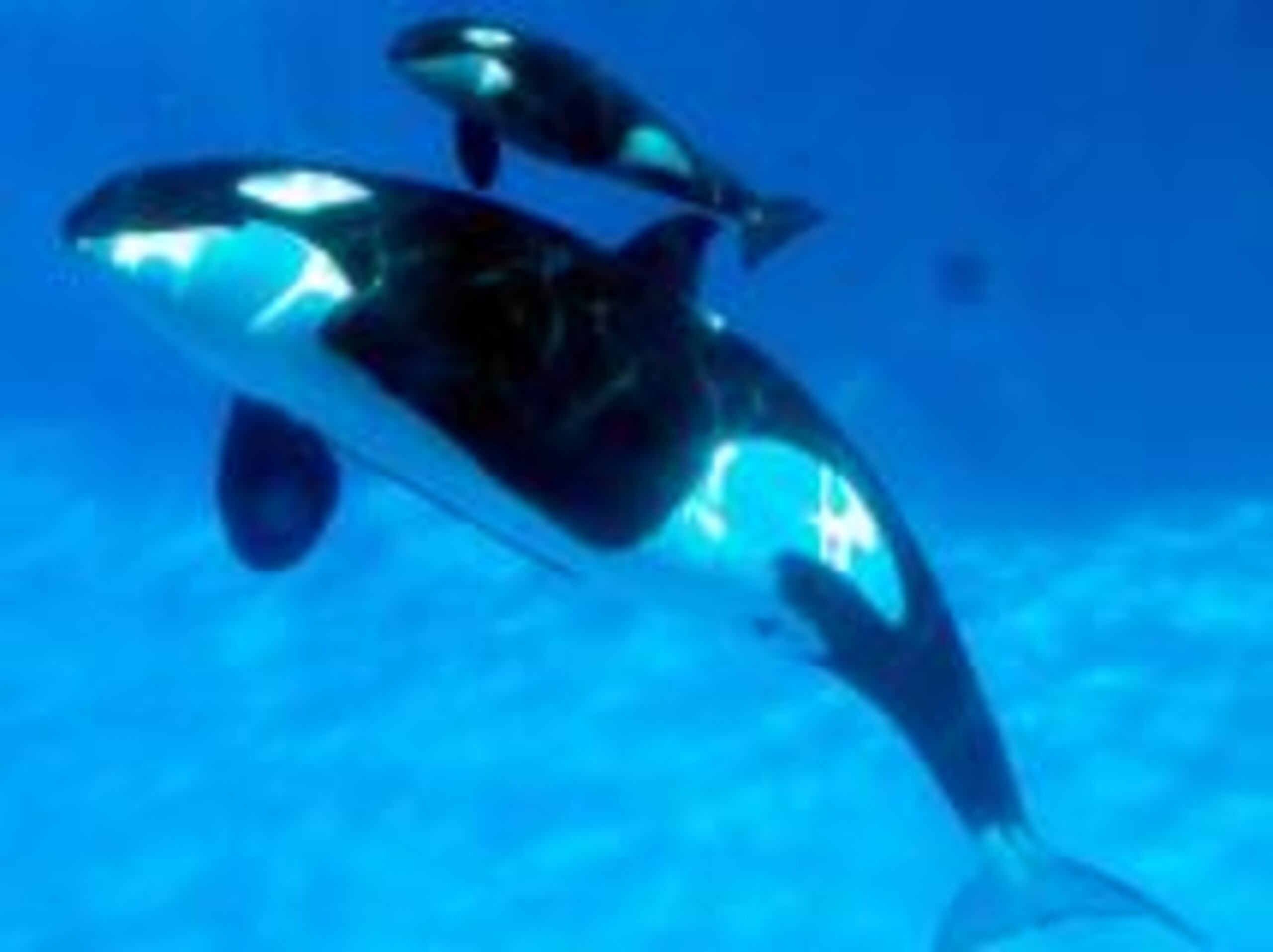 Tres orcas se acercaron al velero y golpearon sus timones.