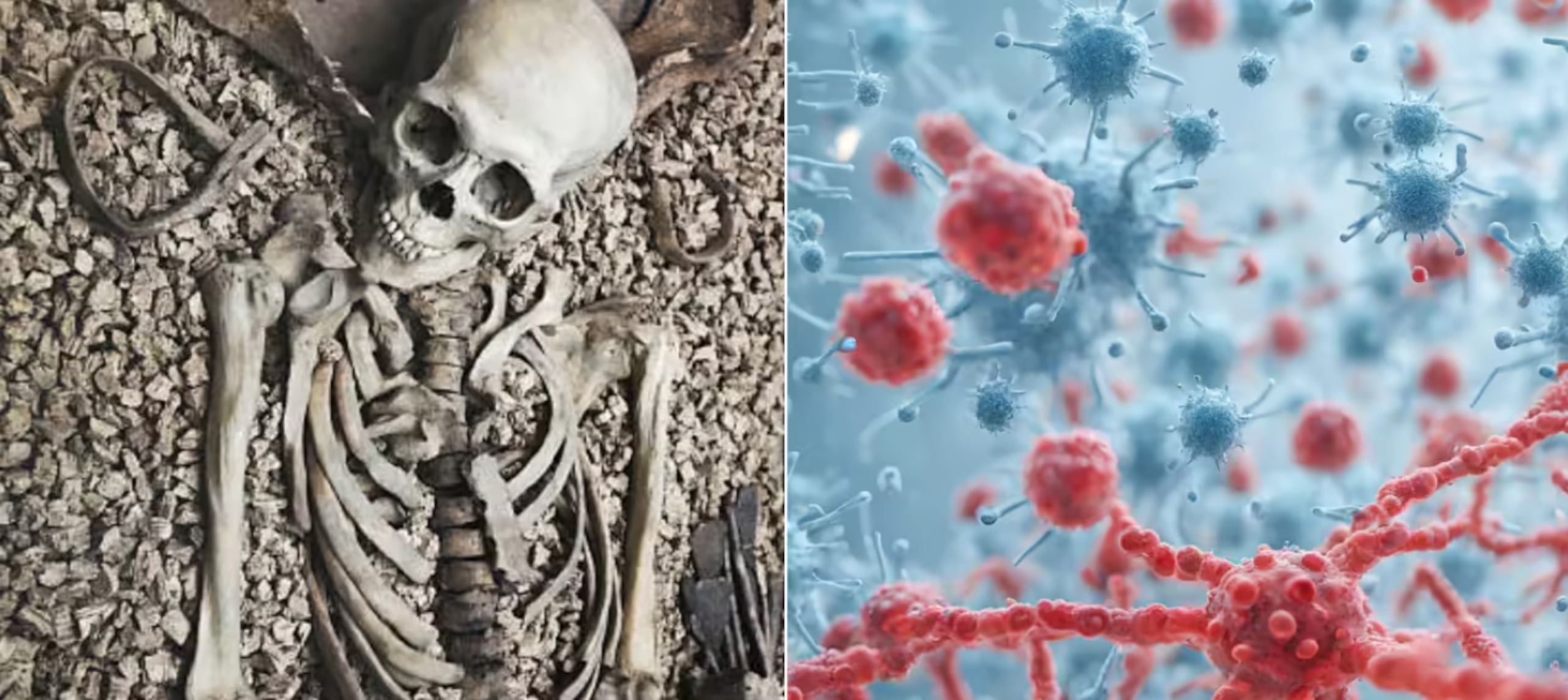 Científicos reconstruyeron 11 genomas antiguos de herpesvirus a partir de casi 4.000 esqueletos europeos.