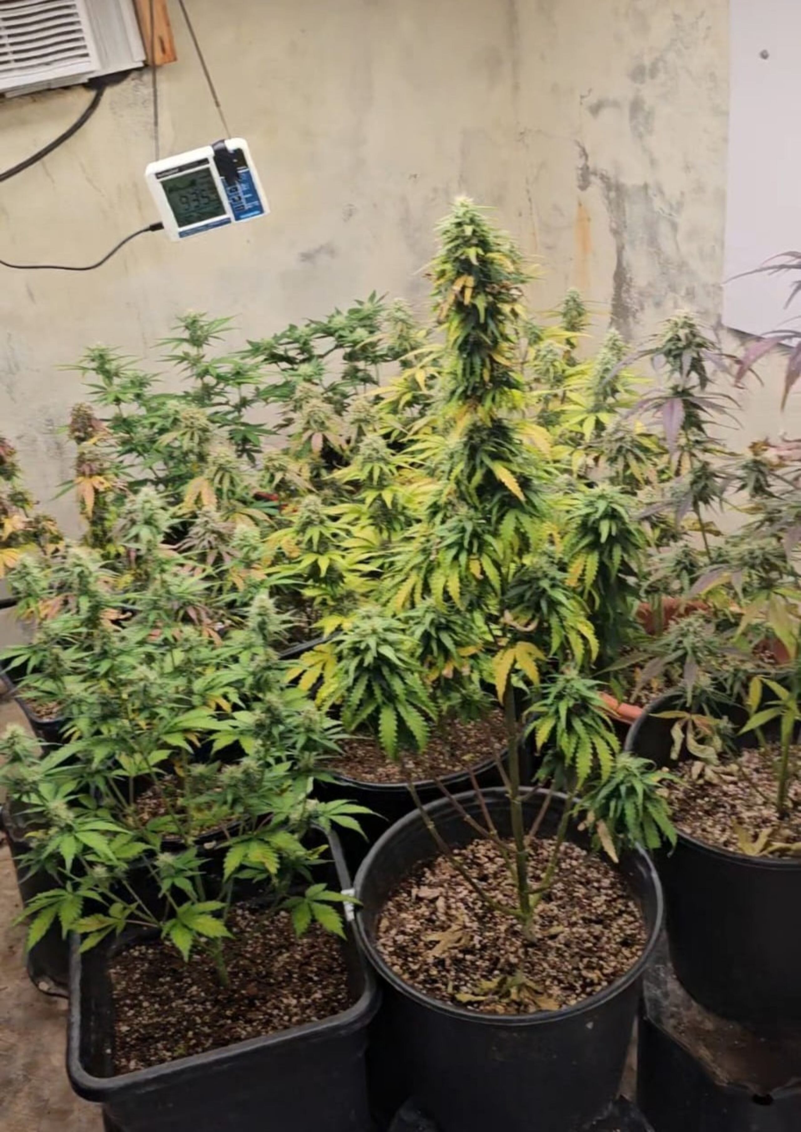 Un invernadero de marihuana fue ocupado durante allanamiento en una residencia ubicada en la calle Jazmín de la urbanización Las Carolinas, en Caguas.