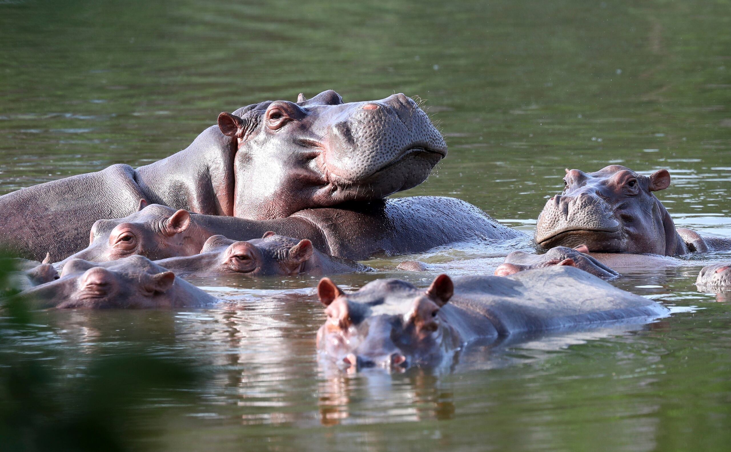 Hipopótamos flotando en una laguna de la Hacienda Nápoles, donde Pablo Escobar supo tener un verdadero zoológico con animales exóticos, hoy convertida en un parque temático.