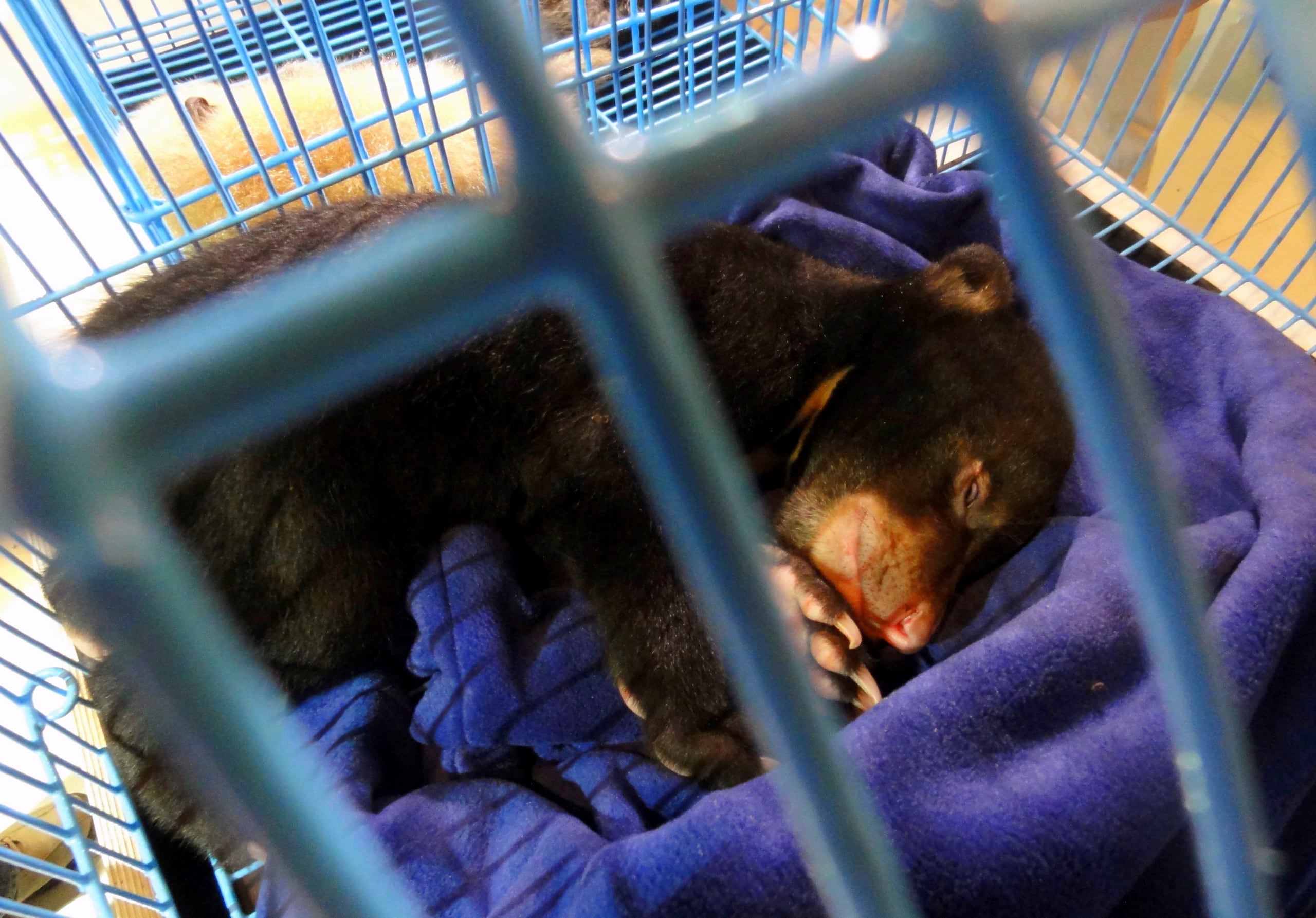 Fotografía facilitada por la fundación Freeland que muestra un cachorro de oso asiático durmiendo en una jaula.