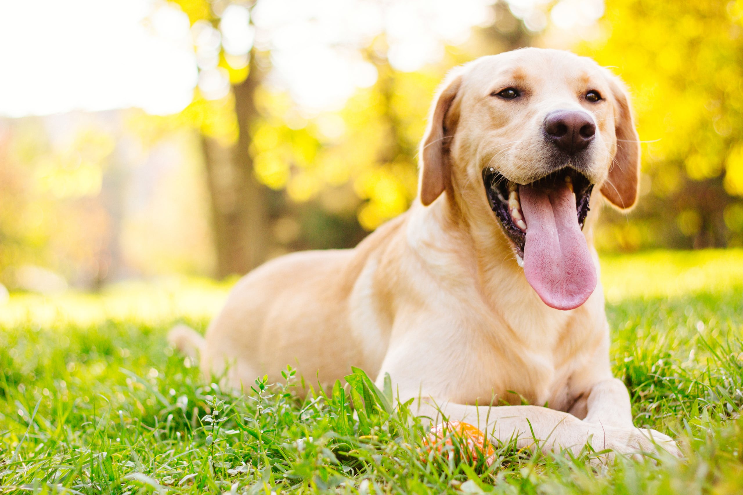 Estudios revelan que los perros modifican su comportamiento dependiendo de la fiabilidad que perciben en las personas.