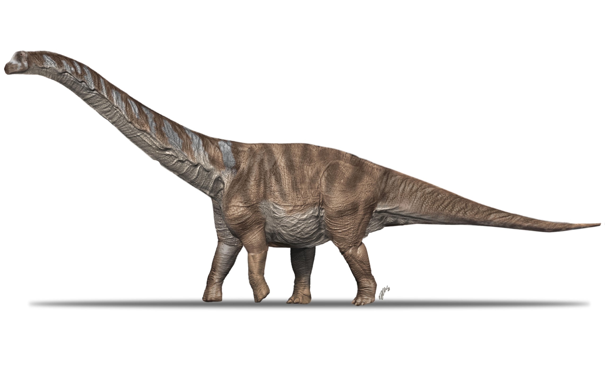 Reproducción del dinosaurio titanosaurio Abditosaurus kuehnei.