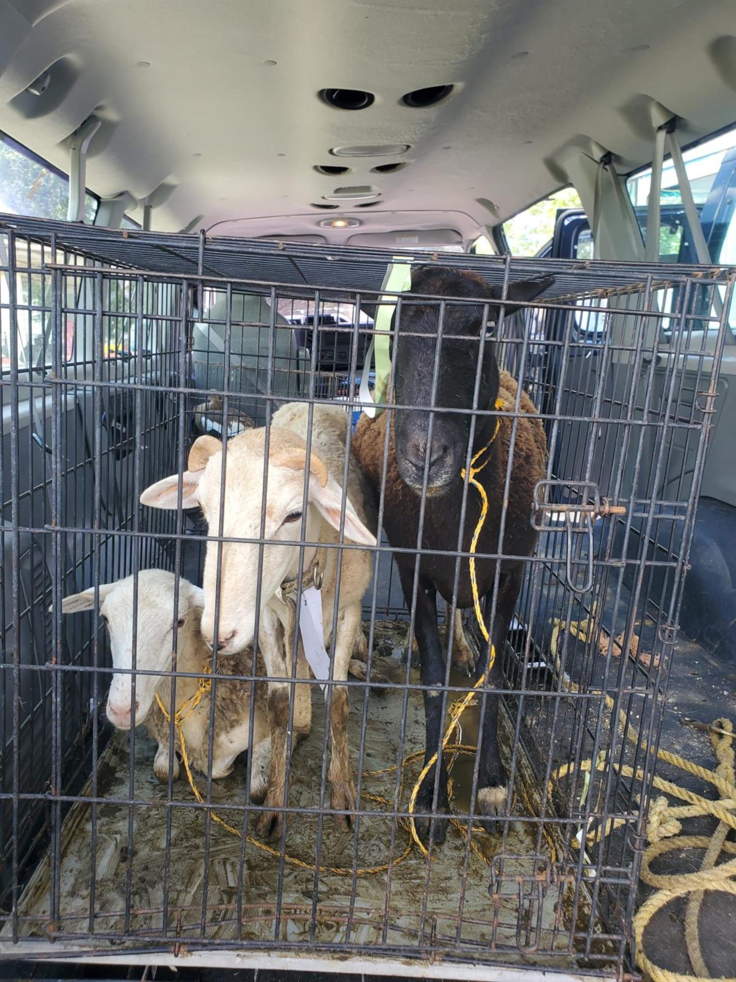 Entre los animales rescatados en el operativo había perros de diferentes razas, así como tortugas de agua, burros, ovejas, cabras y aves. Entre estas, encontraron una cotorra puertorriqueña y hasta un ganso australiano.