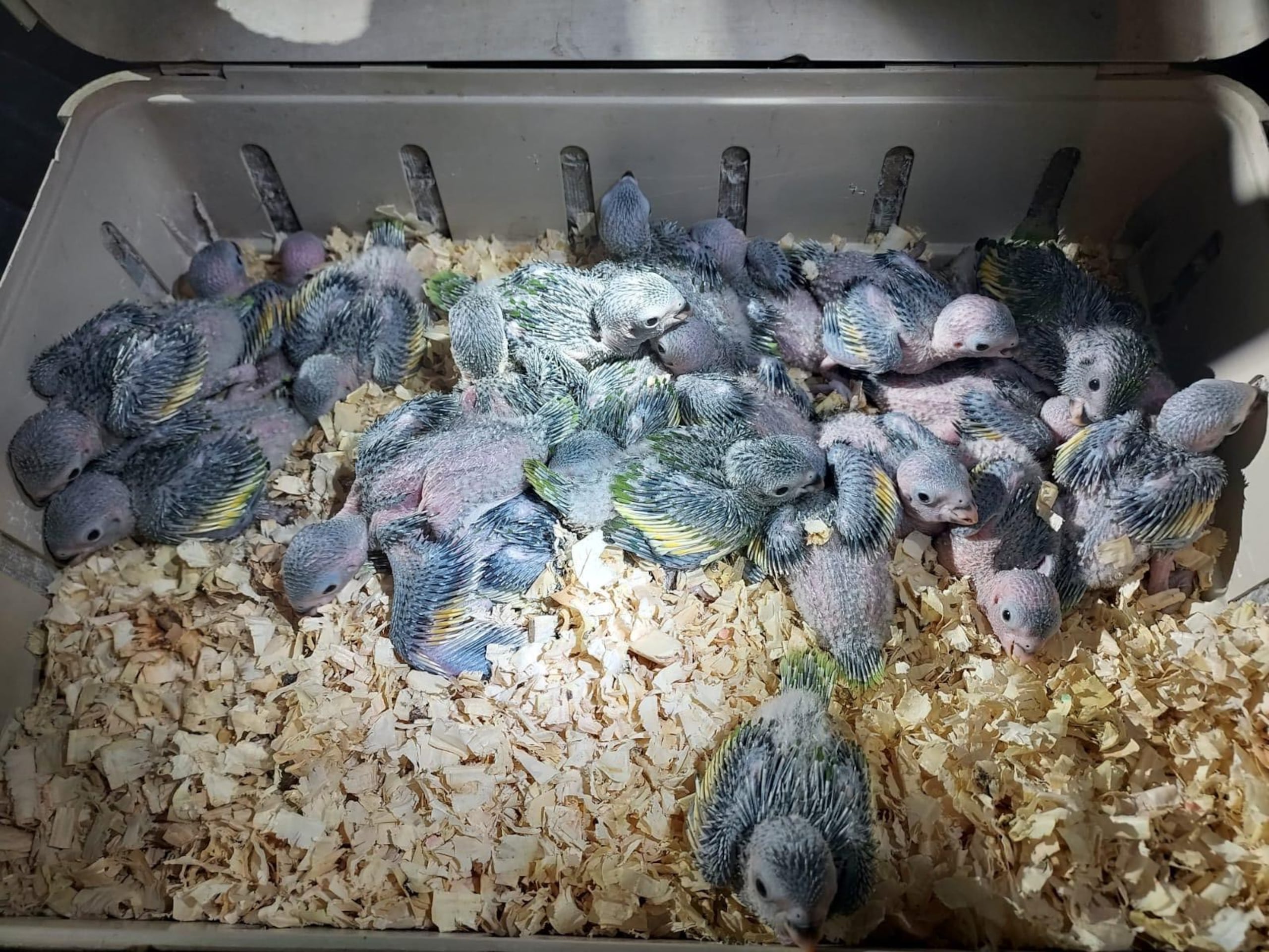 La caza de pericos monjes está prohibida en la Isla. Suministrada