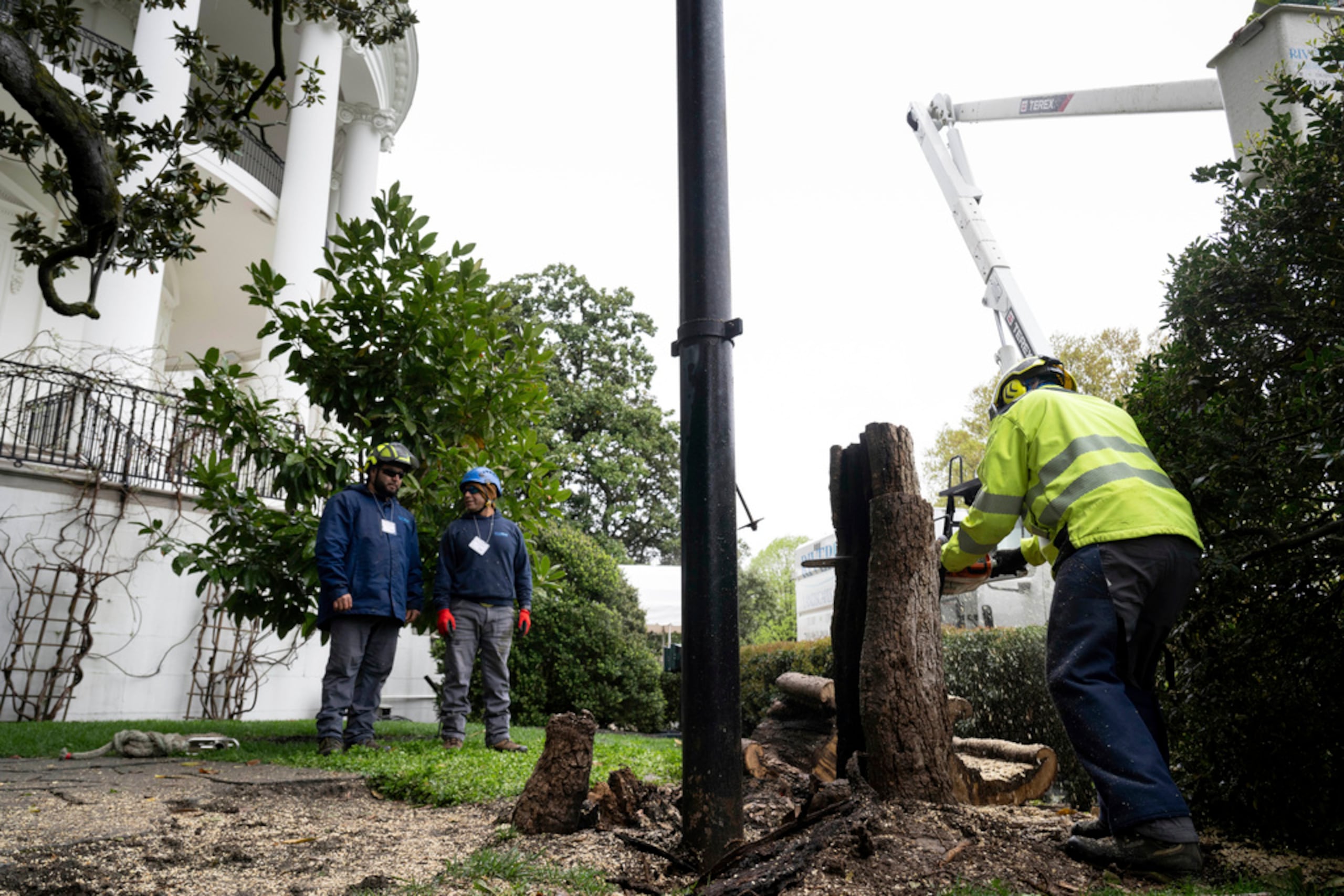 Trabajadores retiran un árbol de magnolia que se cree fue plantado por el expresidente Andrew Jackson, en el Jardín Sur de la Casa Blanca en Washington, el 7 de abril de 2025.