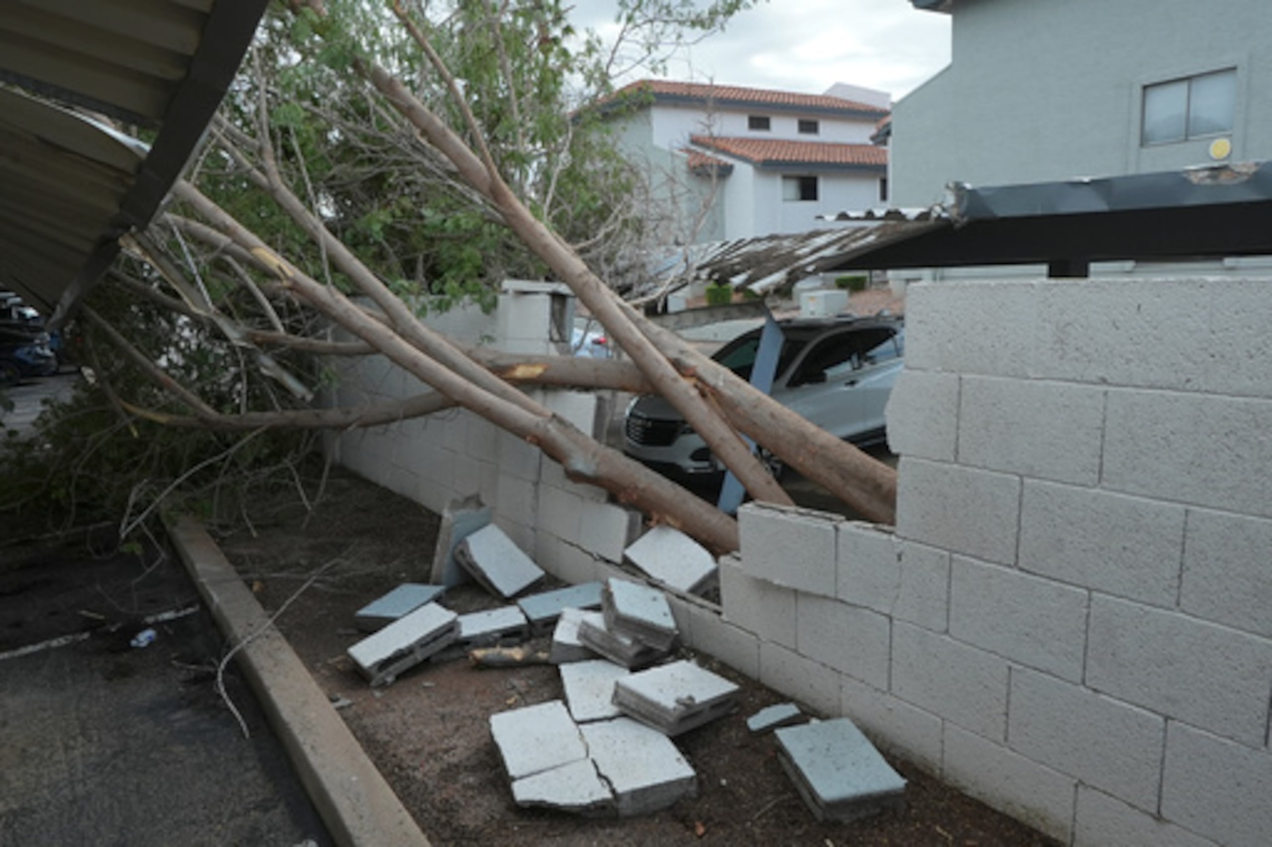 Los árboles arrancados de raíz causan daños en un complejo de apartamentos local tras las tormentas que azotaron la zona el miércoles 21 de octubre de 2026 en Mesa, Arizona. (Foto AP/Ross D. Franklin)