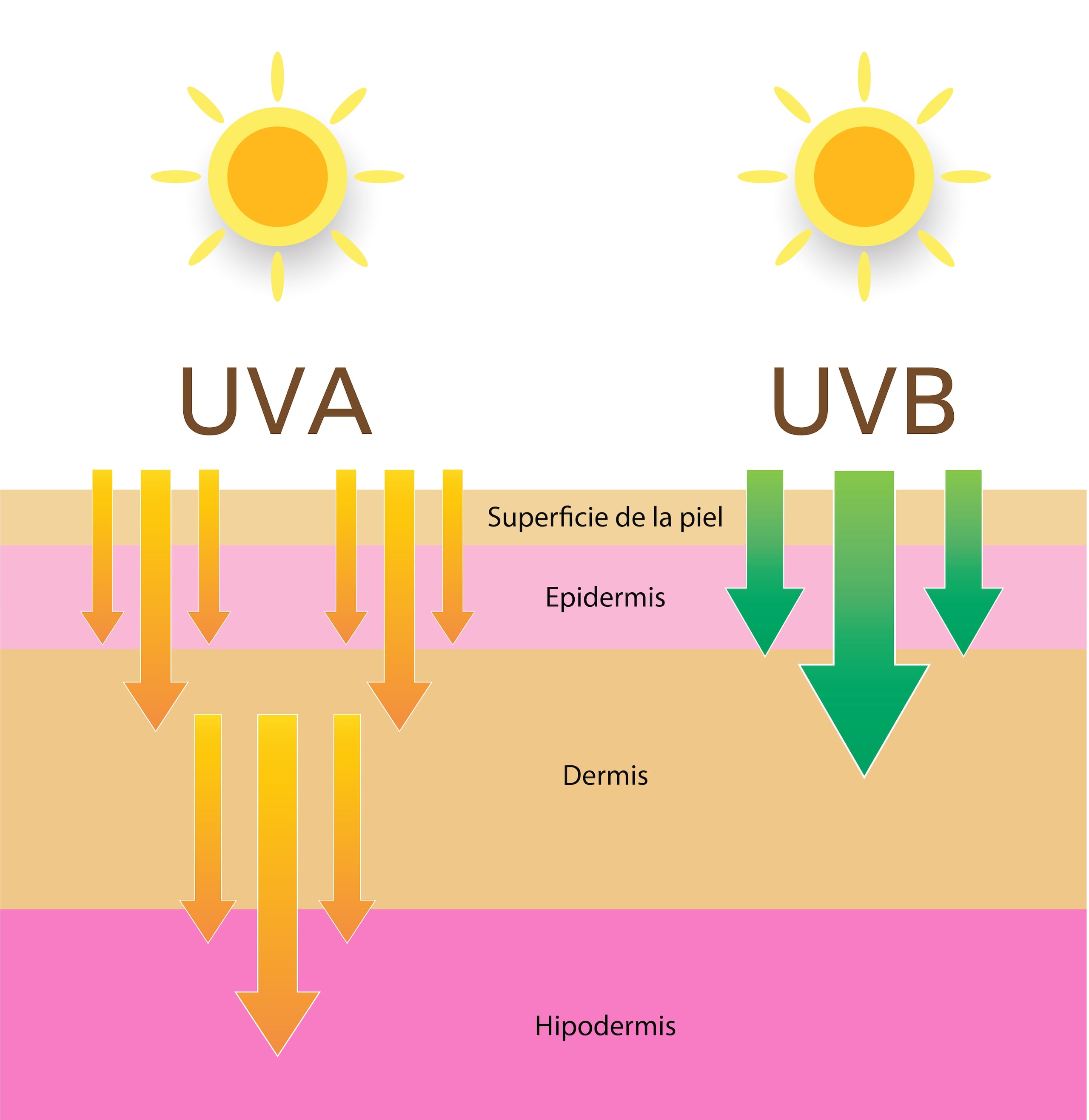 La radiación ultravioleta se divide en tres tipos: UVA, UVB y UVC. Los rayos UVC son absorbidos por la atmósfera y no llegan a la superficie terrestre, pero los UVA y UVB sí lo hacen, y cada uno tiene efectos distintos sobre la piel.