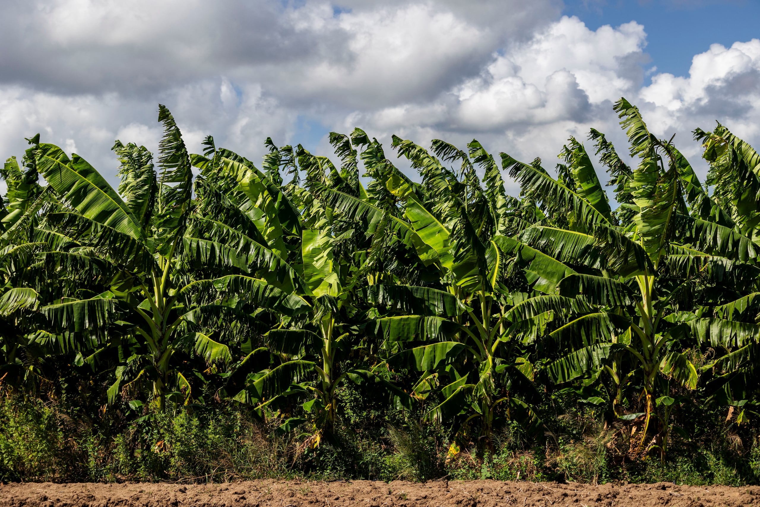 Entre sus aportaciones se encuentran mapas con estimados de inseguridad alimentaria y necesidades calóricas para más de 900 barrios de Puerto Rico, así como información nutricional, estadísticas sobre importaciones y producción local de alimentos, precios y otros indicadores pertinentes.
