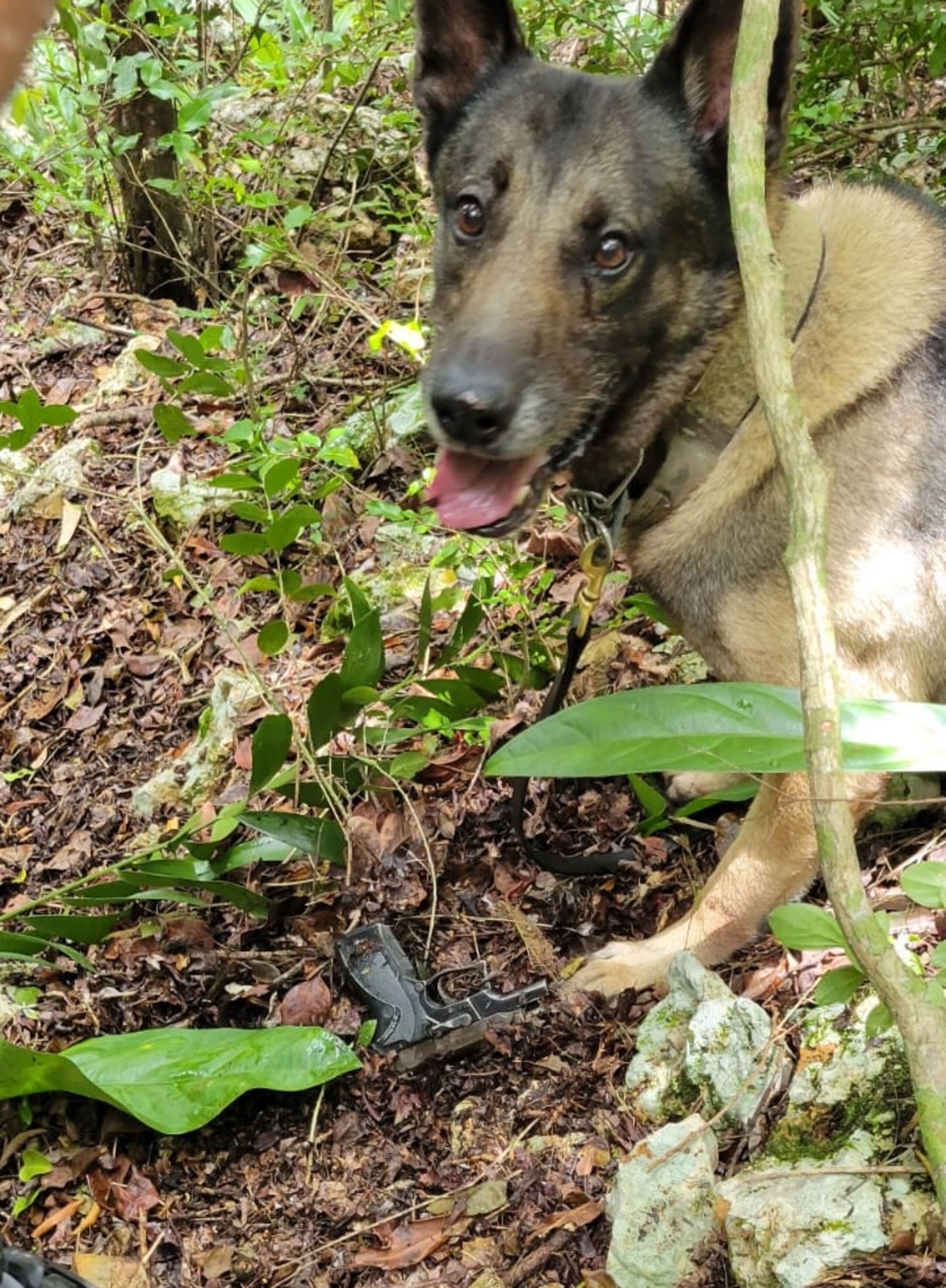 La Unidad Canina de la Policía Municipal de Bayamón localizó en un monte un arma de fuego que se presume fue utilizada en un asesinato ocurrido en el barrio Pugnado, en Vega Baja.