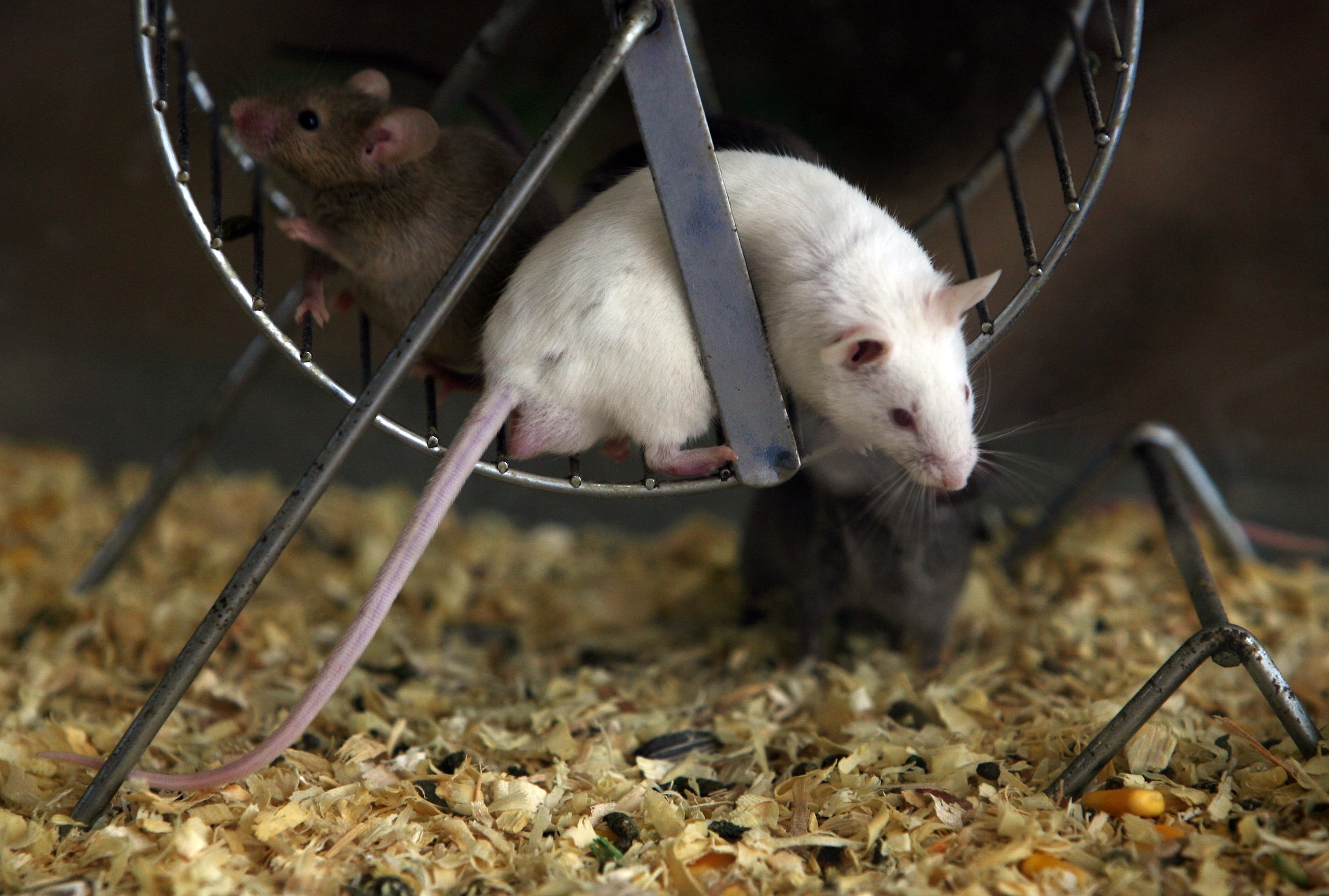 El equipo probó la triple terapia en 18 ratones a los que se les implantó las células cancerígenas de seis pacientes y 200 días después de finalizar el tratamiento, 16 continuaban vivos, libres de enfermedad y sin sufrir efectos secundarios adversos.