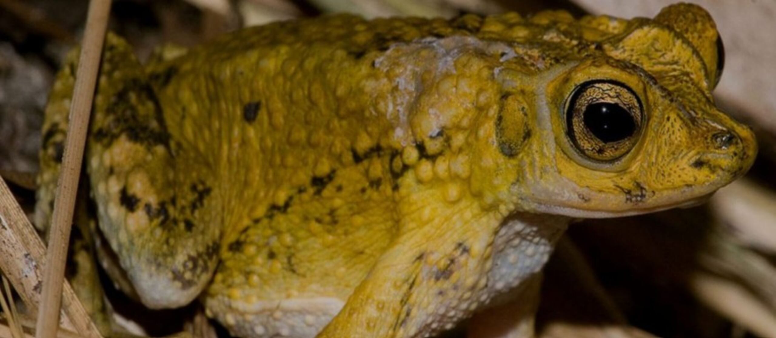 Por décadas, la reproducción de este anfibio nativo de Puerto Rico y en peligro de extinción se ha realizado en zoológicos en distintos sitios en Estados Unidos y Canadá, entre otros lugares.