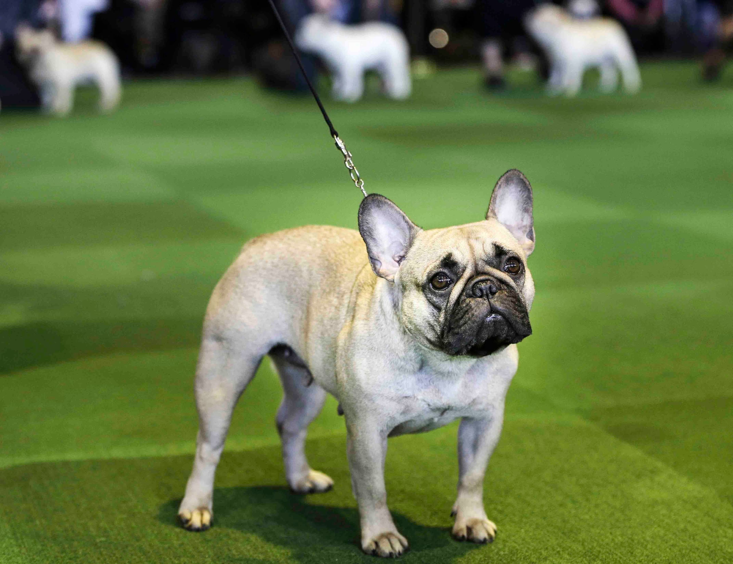 El bulldog francés repitió en 2024 como el #1.