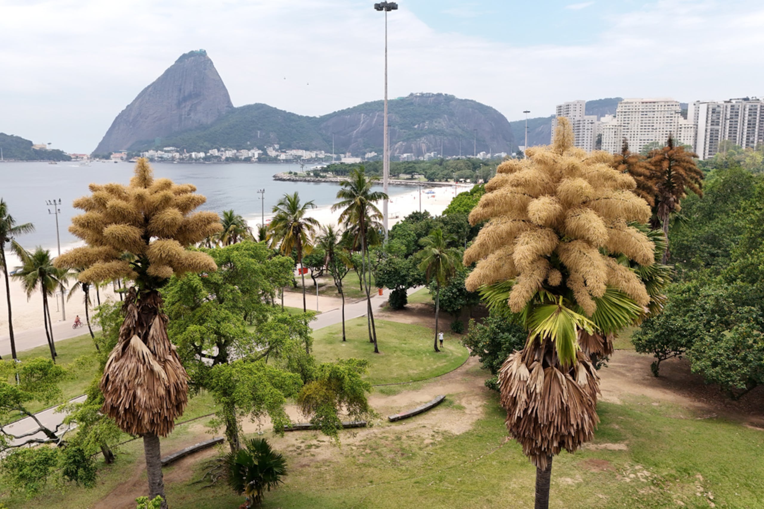 Las palmas talipot, originarias de India y Sri Lanka, están floreciendo por primera y única vez en su vida en el Aterro do Flamengo, en Río de Janeiro, el martes 2 de diciembre de 2025.