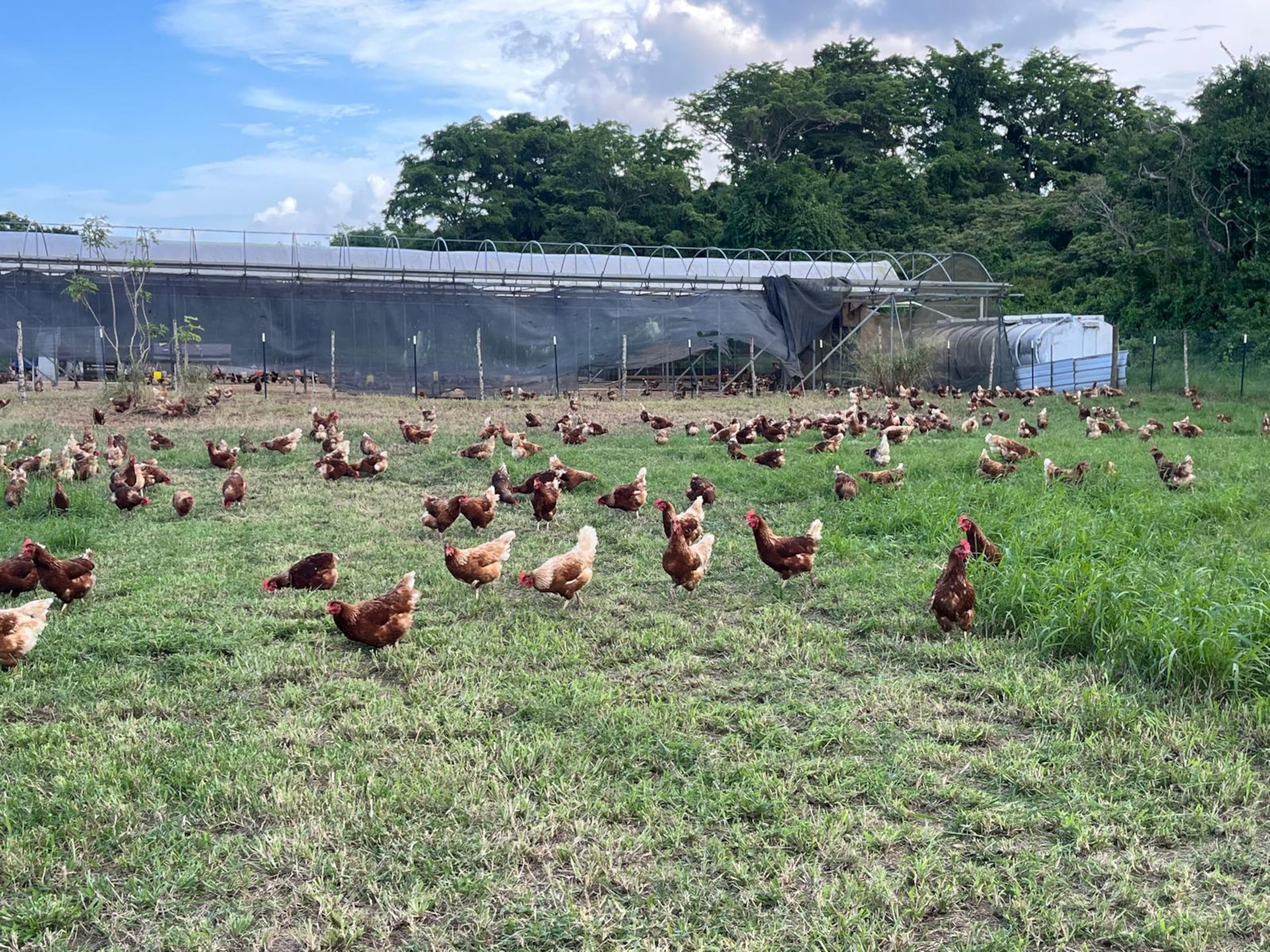 Torres Quiñones explicó que en Hacienda Almácigo se práctica el pastoreo de gallinas, es decir que las gallinas no son enjauladas ni encerradas en ranchos.